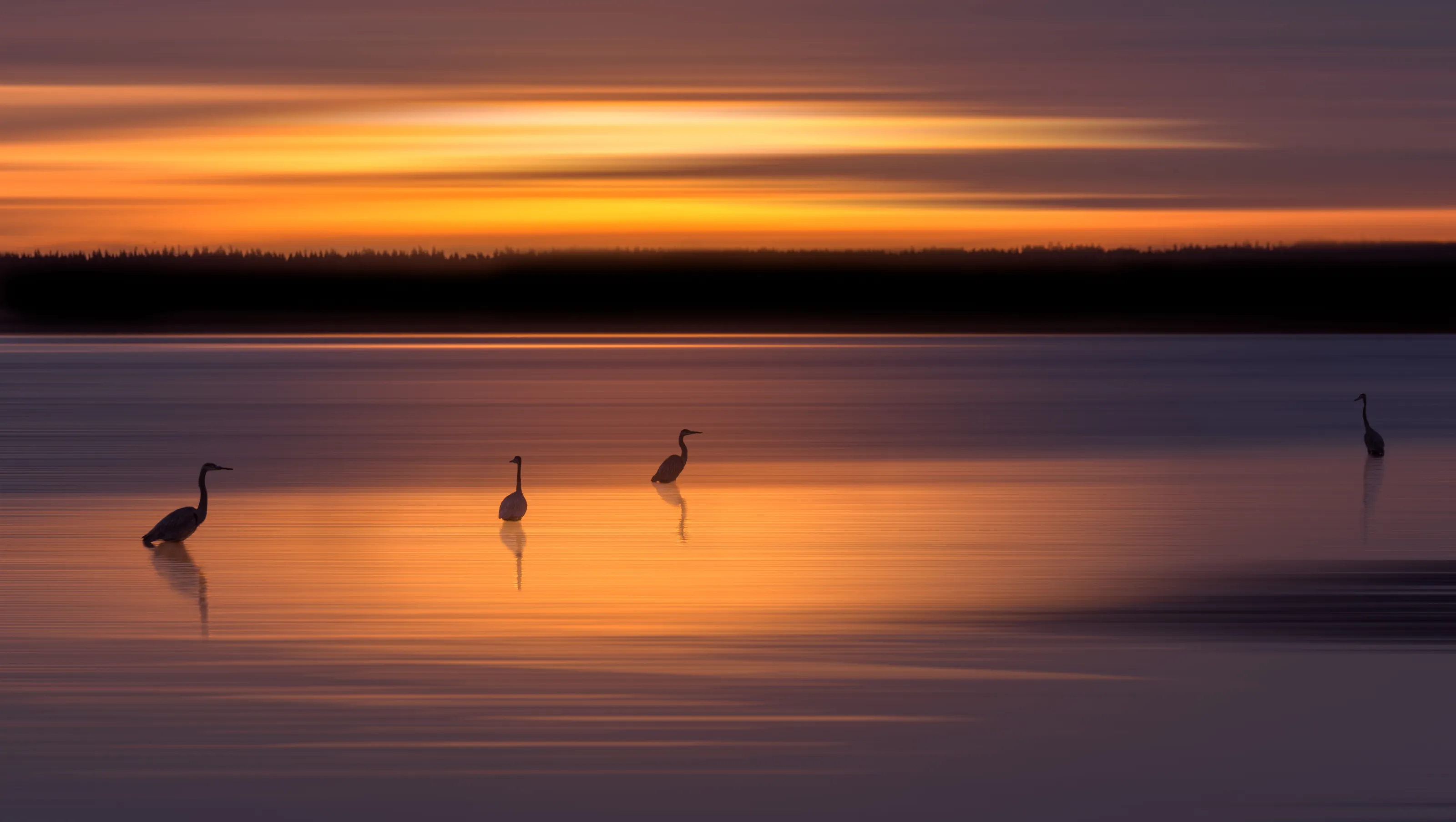 Birds