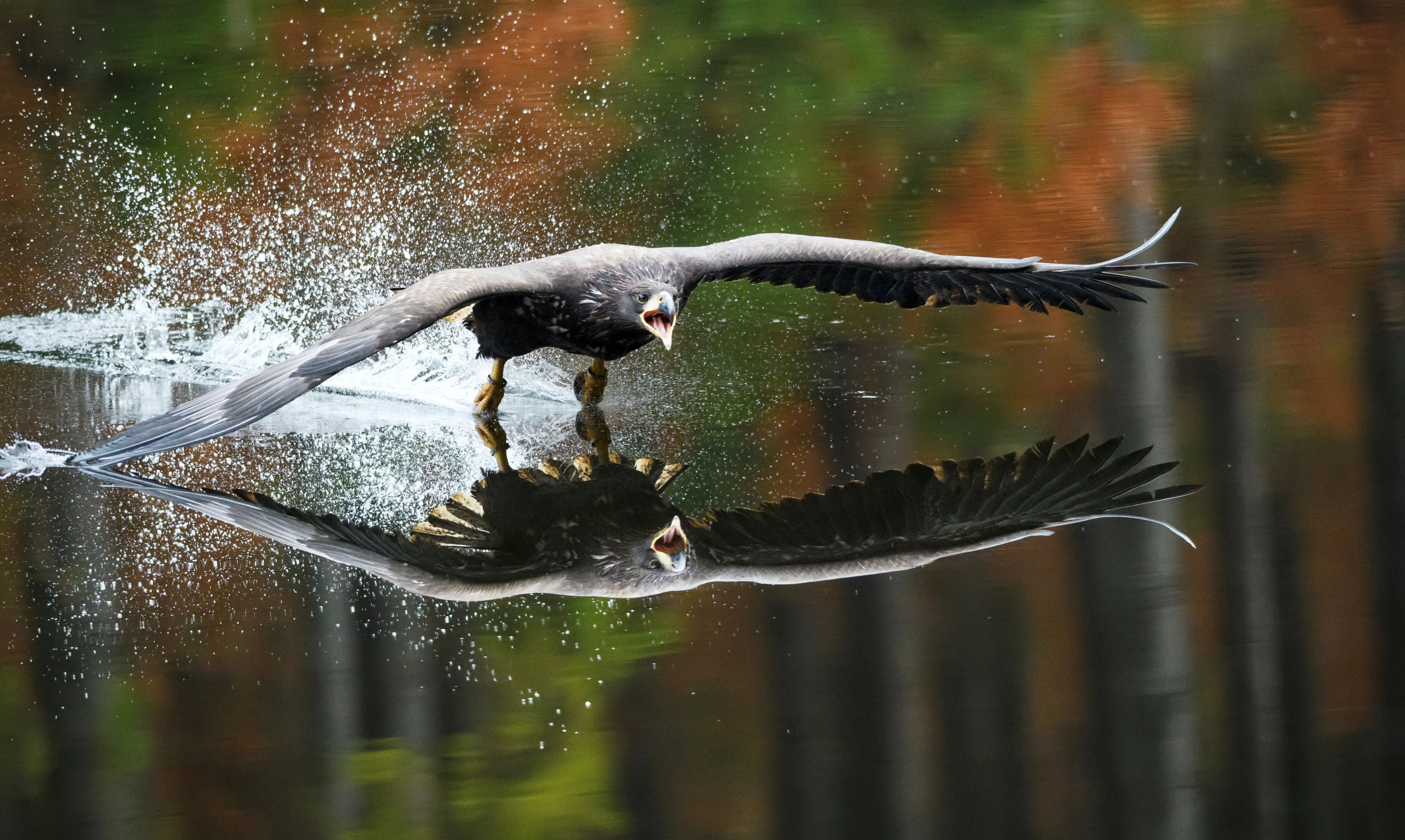 Birds