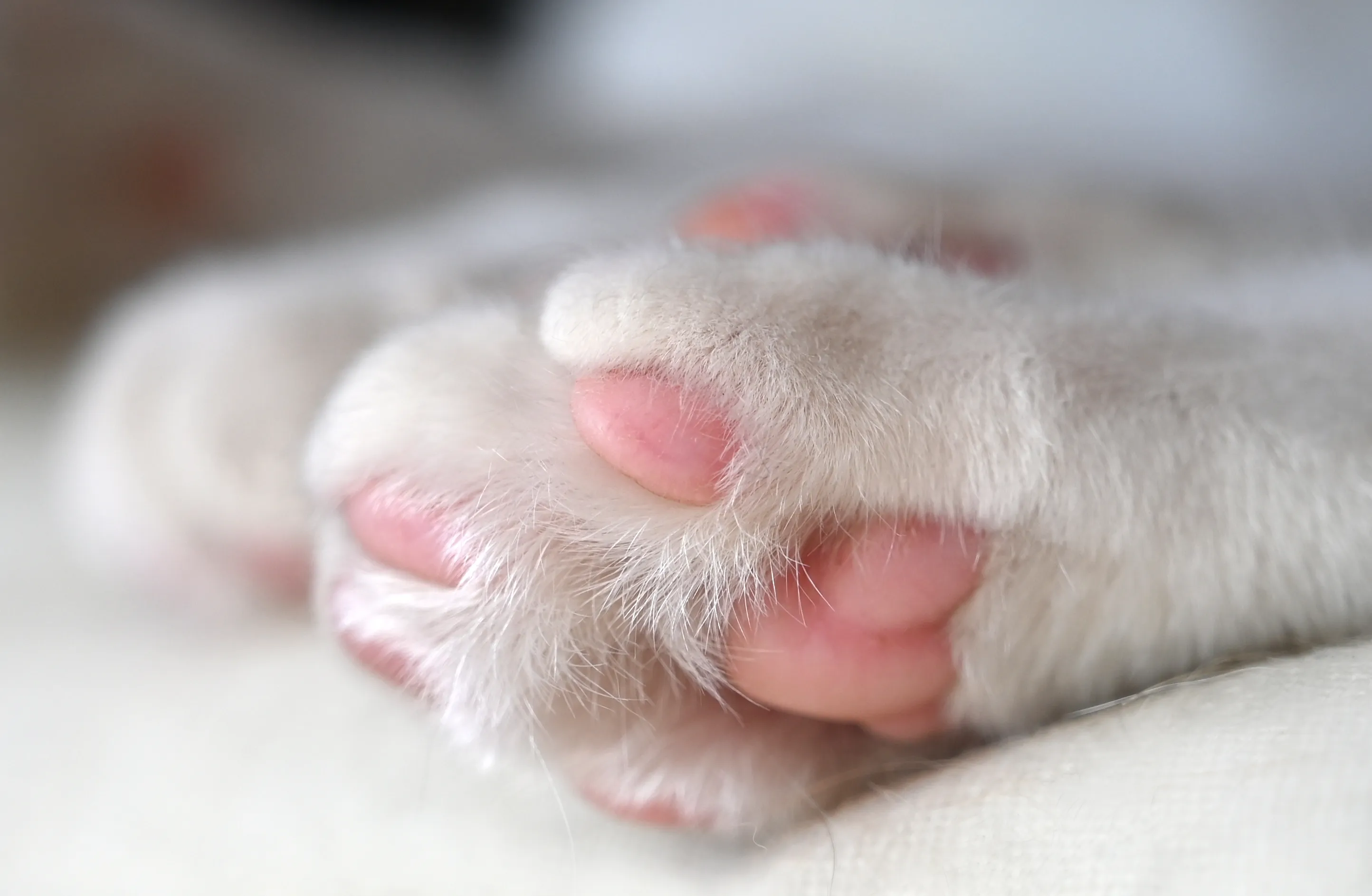 Domestic Cat Paws in Close-up