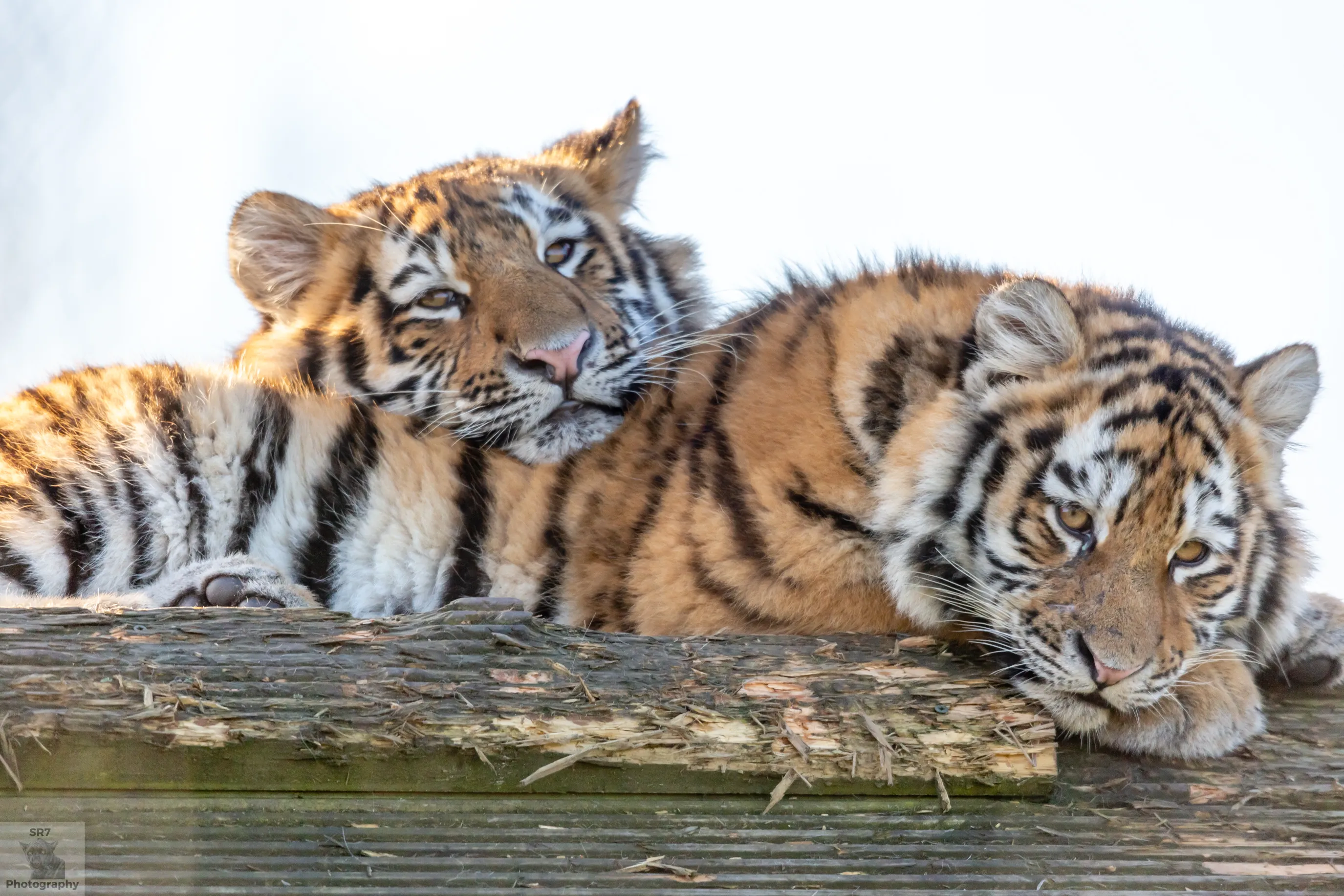 Tigers