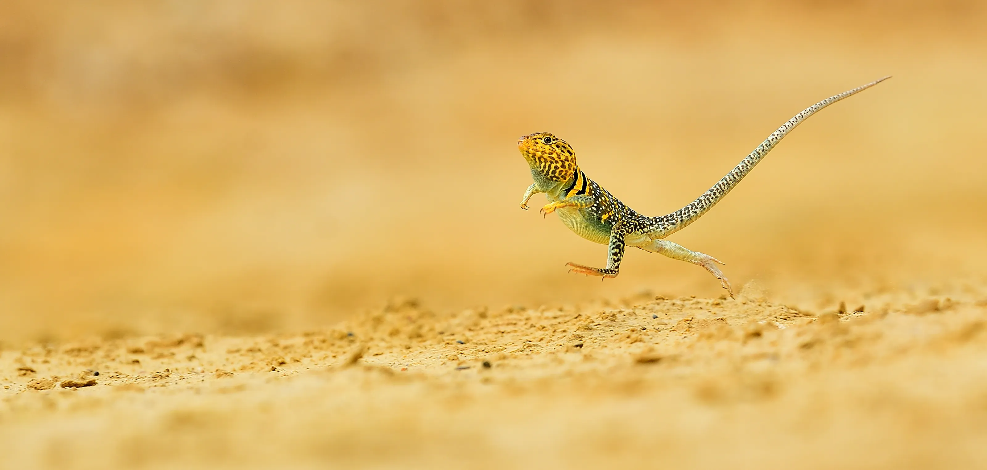 Reptiles and amphibians