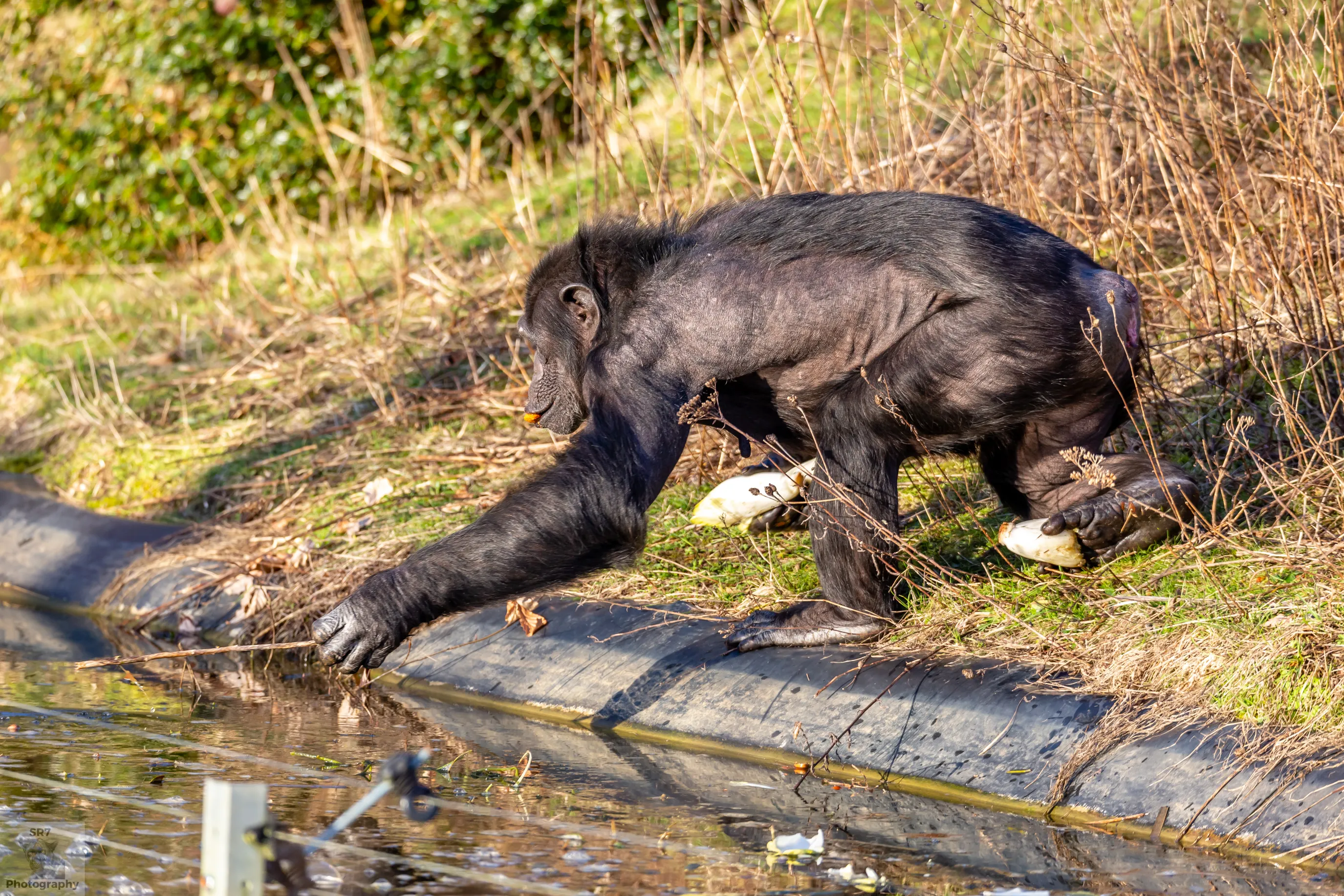 Chimpanzees