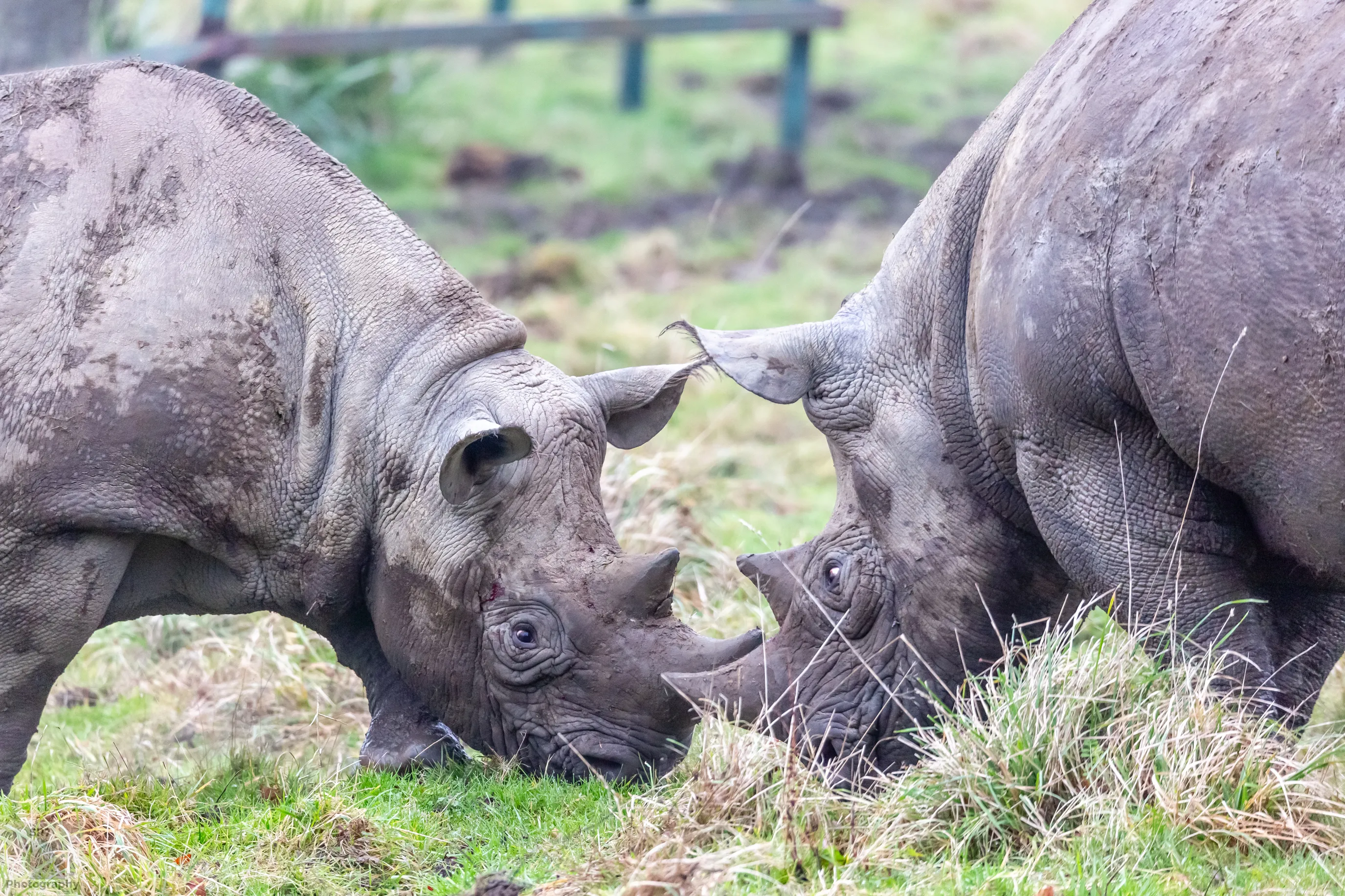 Rhinoceros Encounters