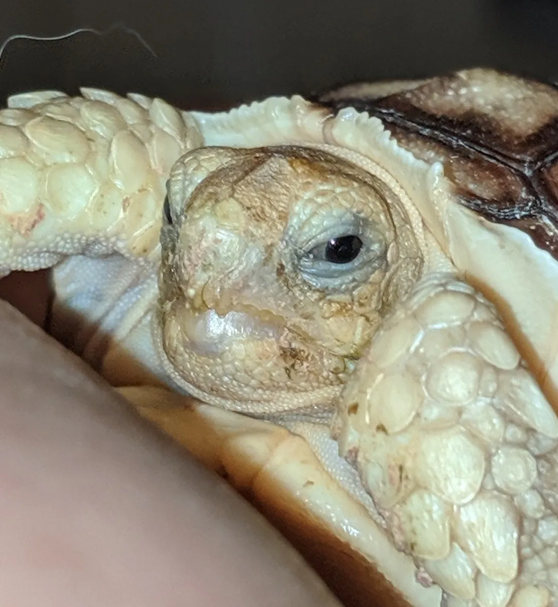 Turtles and Tortoises