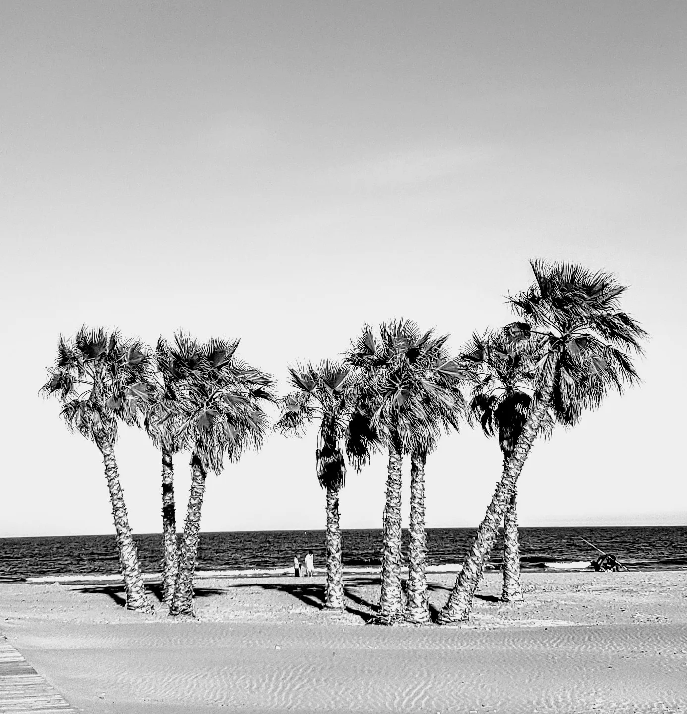 Just Palm Trees