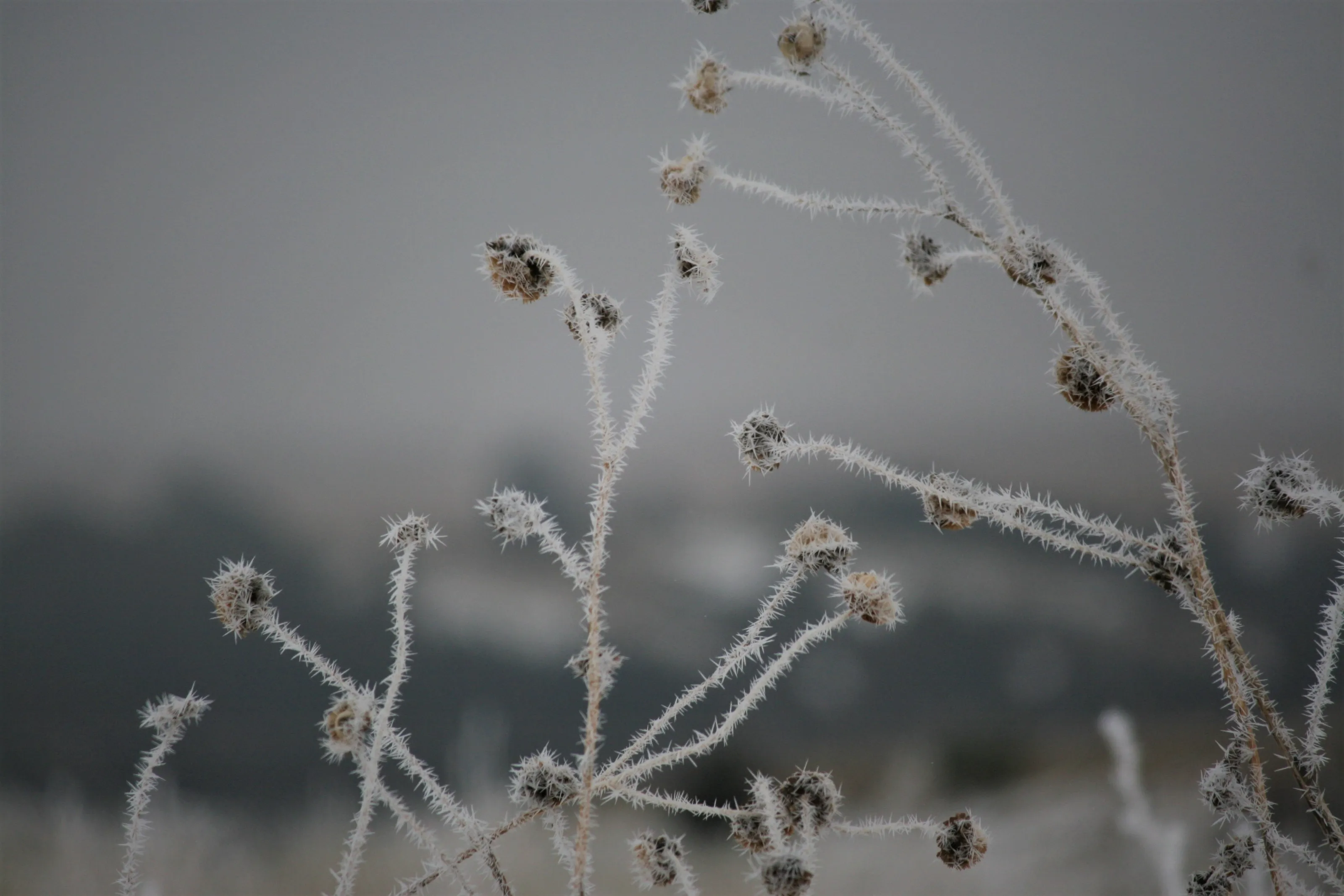 Frost