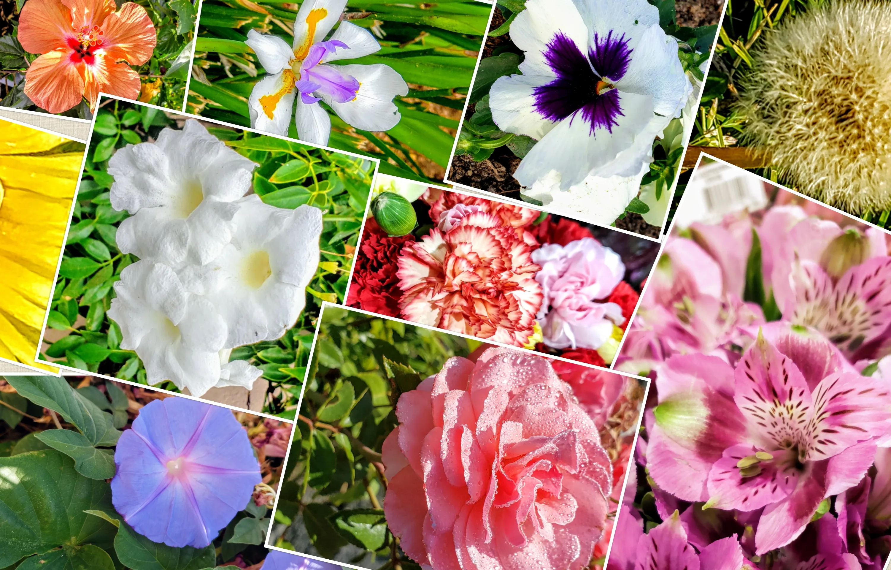 Photo Collage Using At Least Five Photos