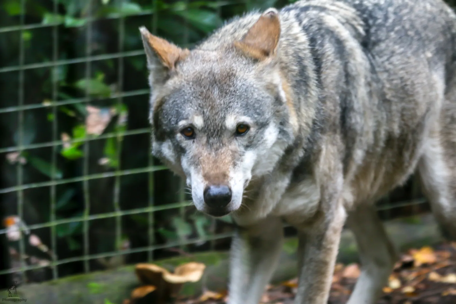 Wolves