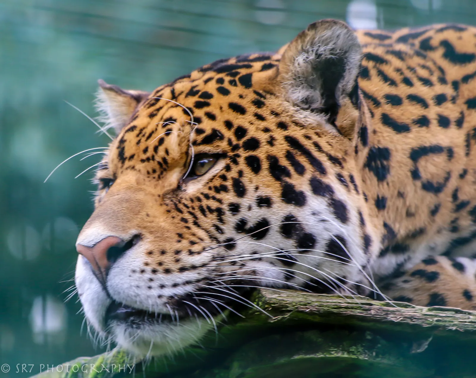 Jaguars