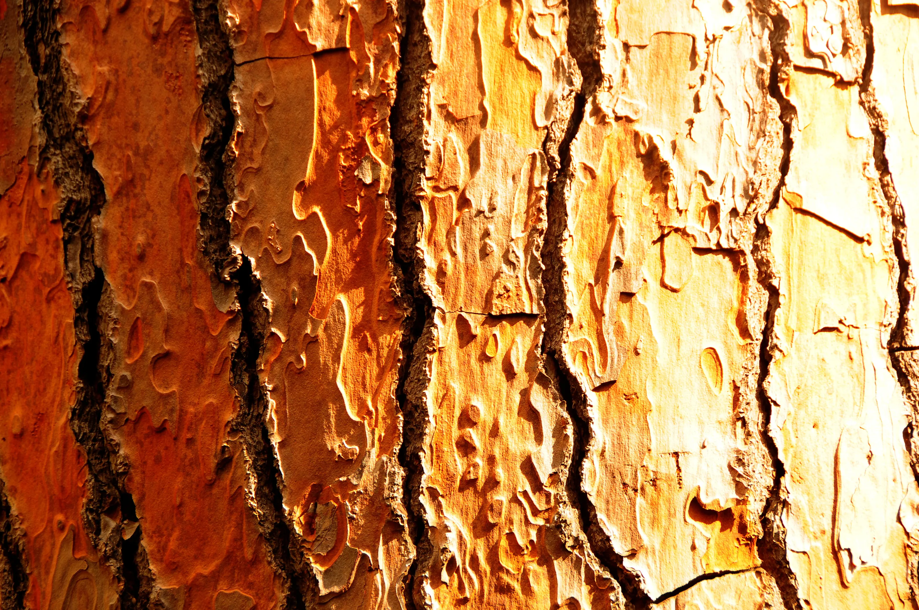 Bold Textures in the Bark of Trees
