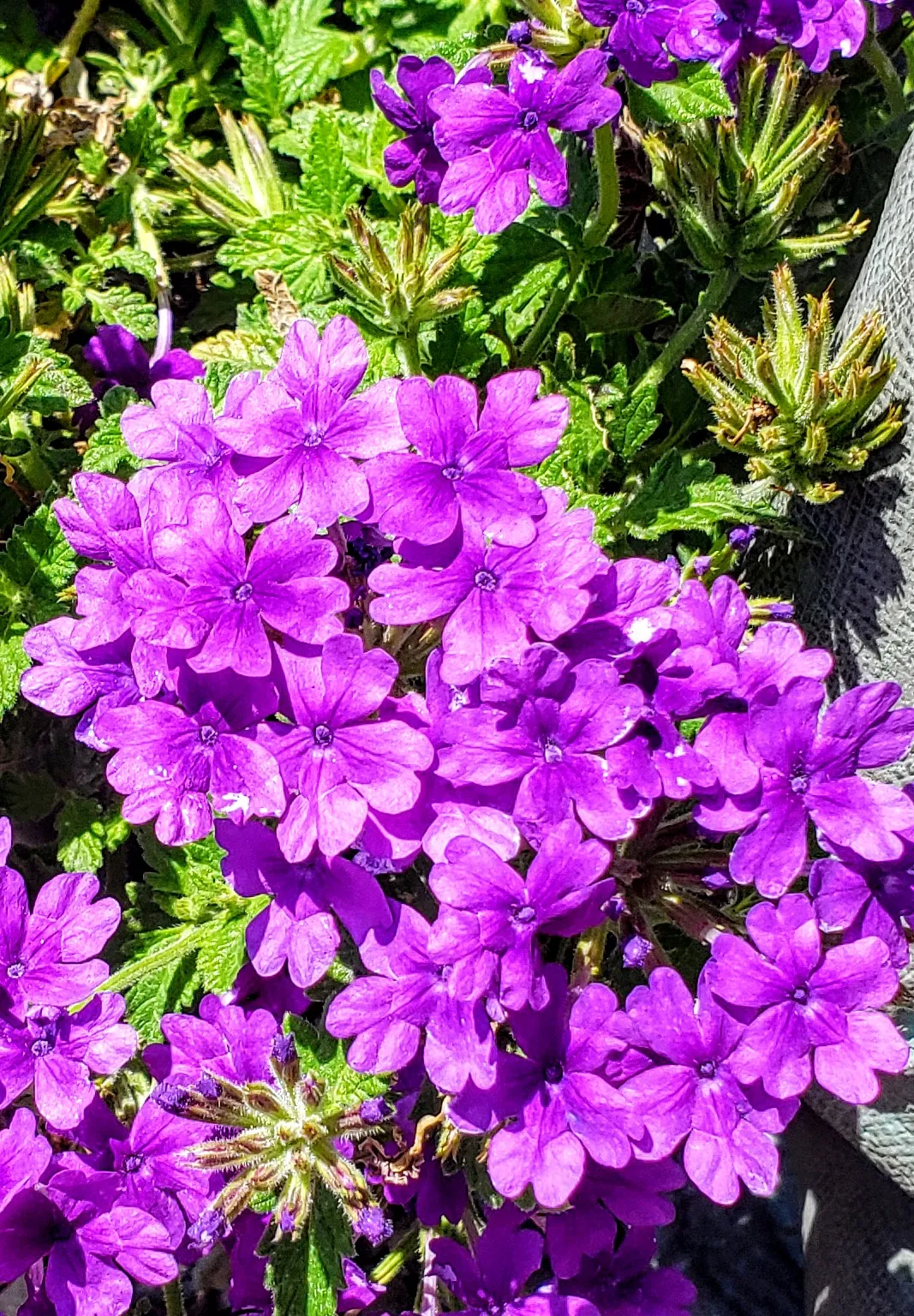 Shades of Purple