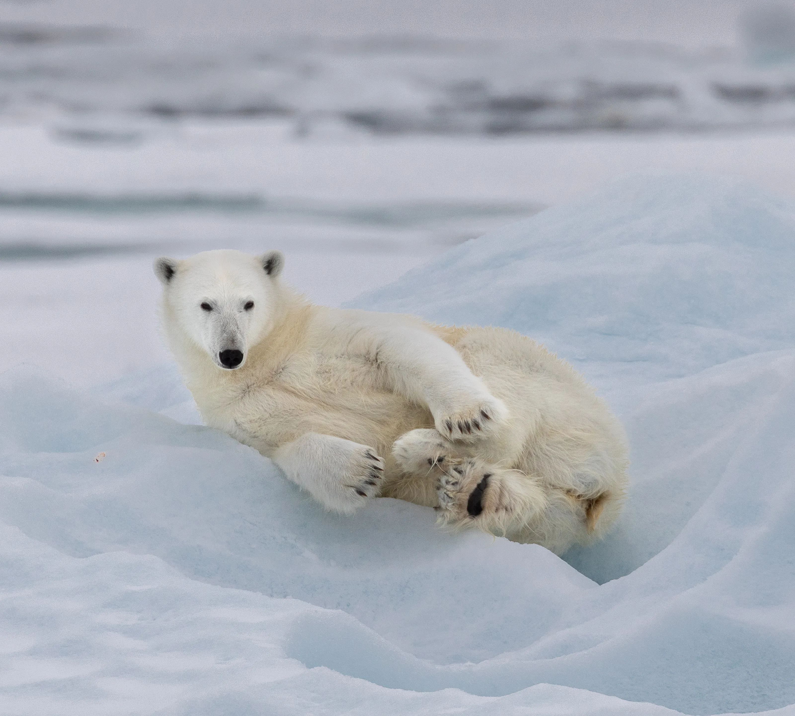 Large Wild Animals