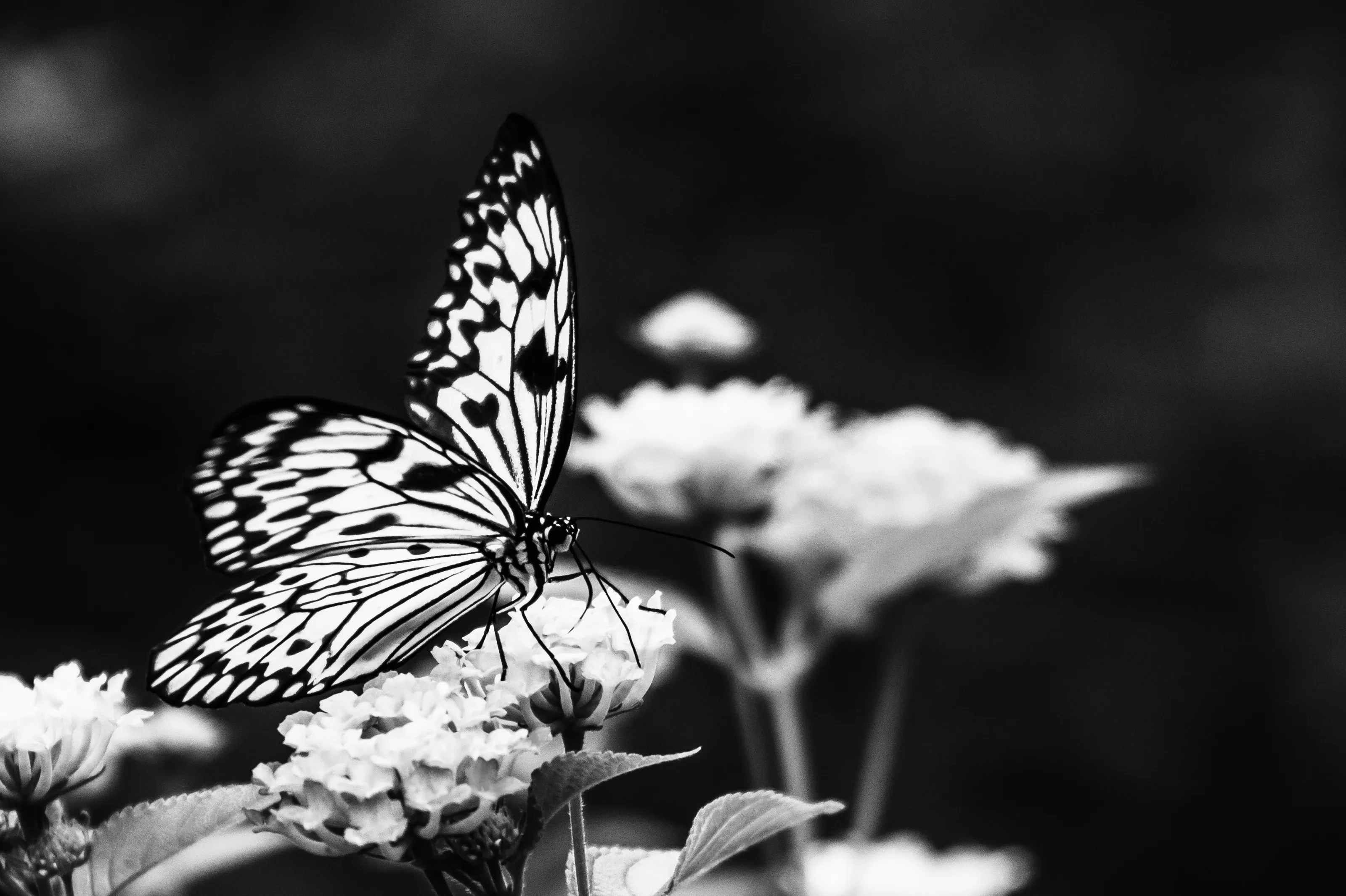 Butterflies in Black and White