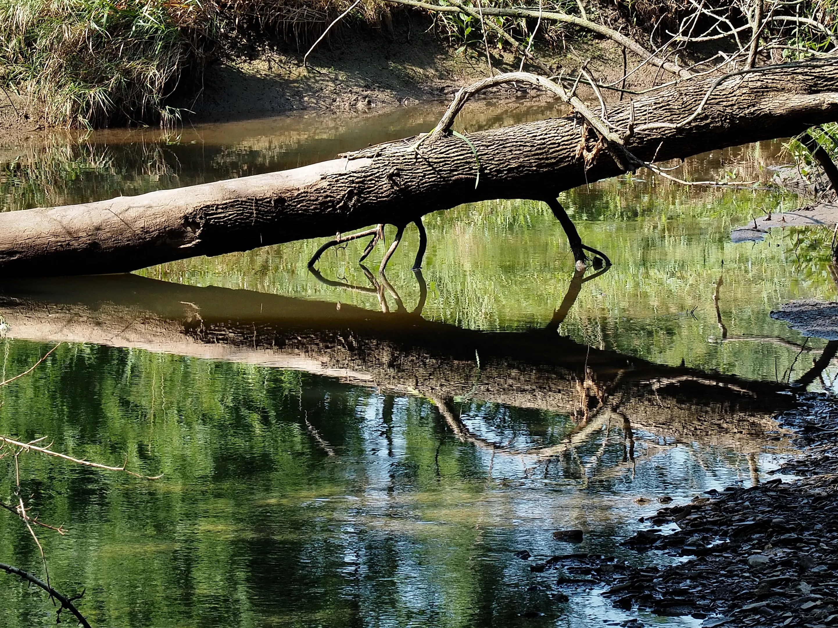 Logs (In Colour)