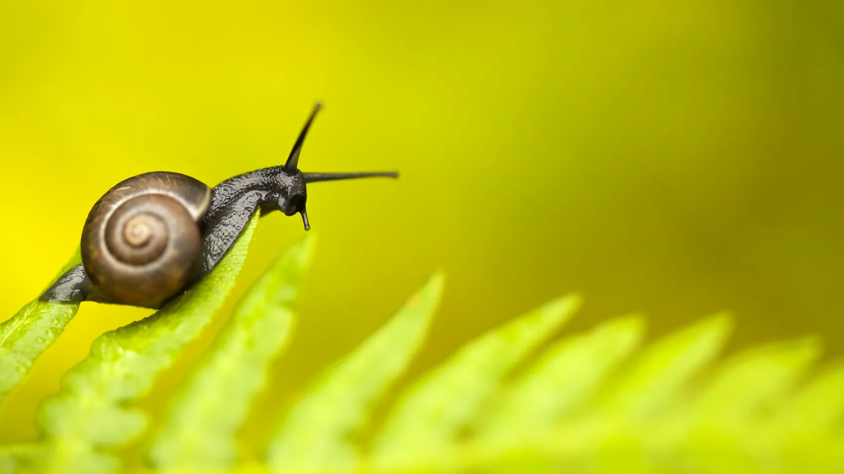 Macro in the animal kingdom