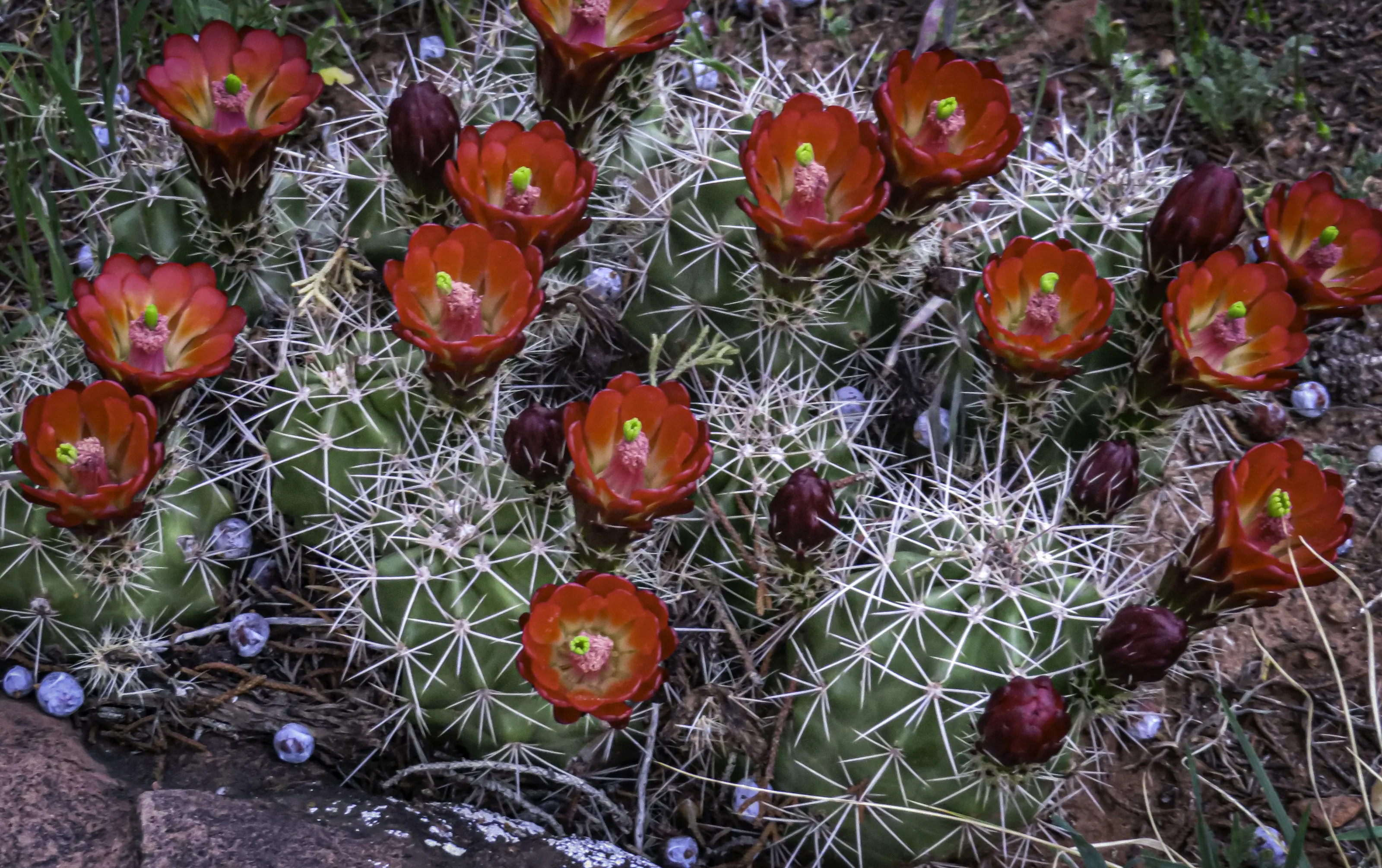 Cactus