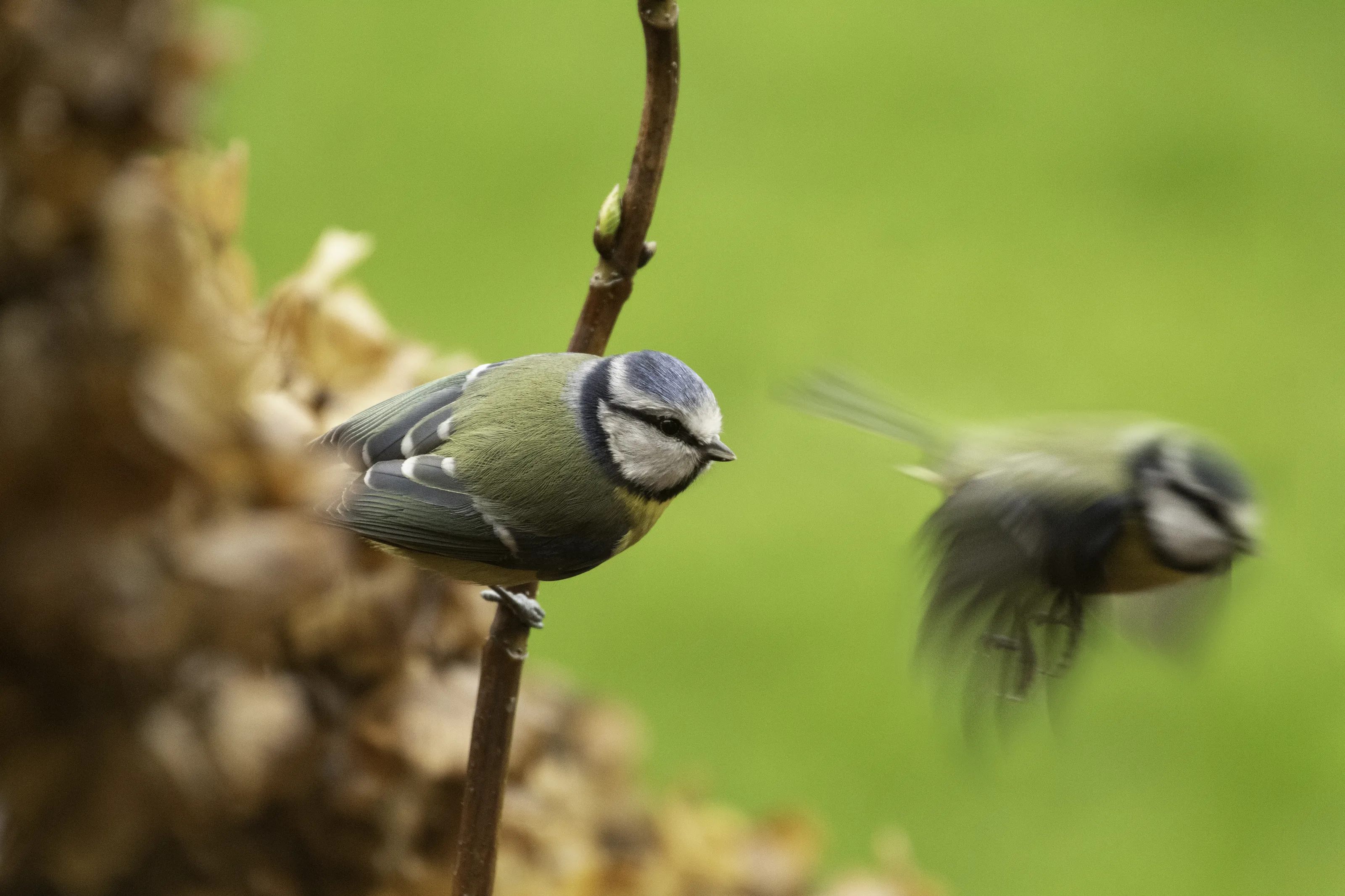 Birds