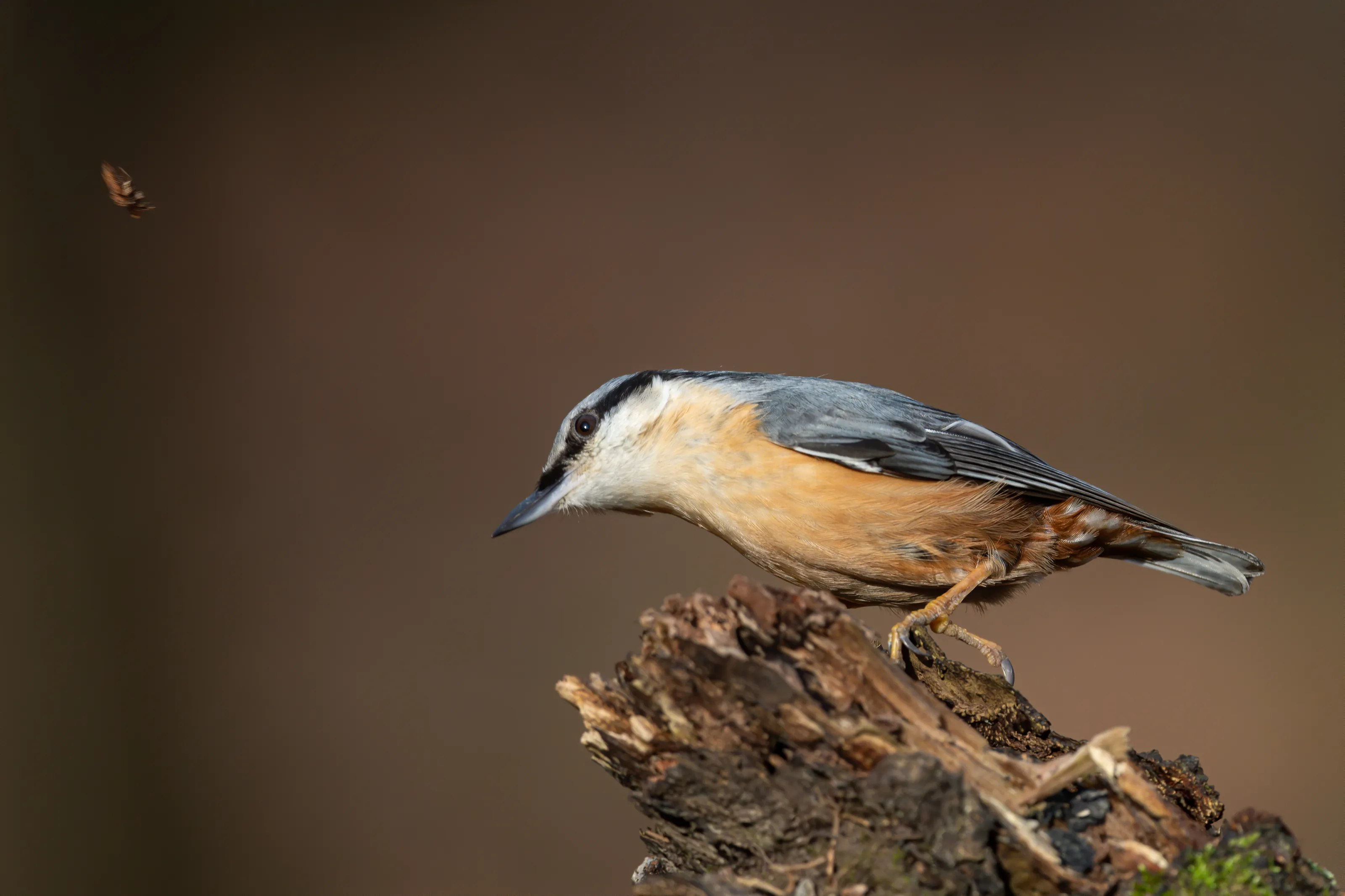 Nuthatches