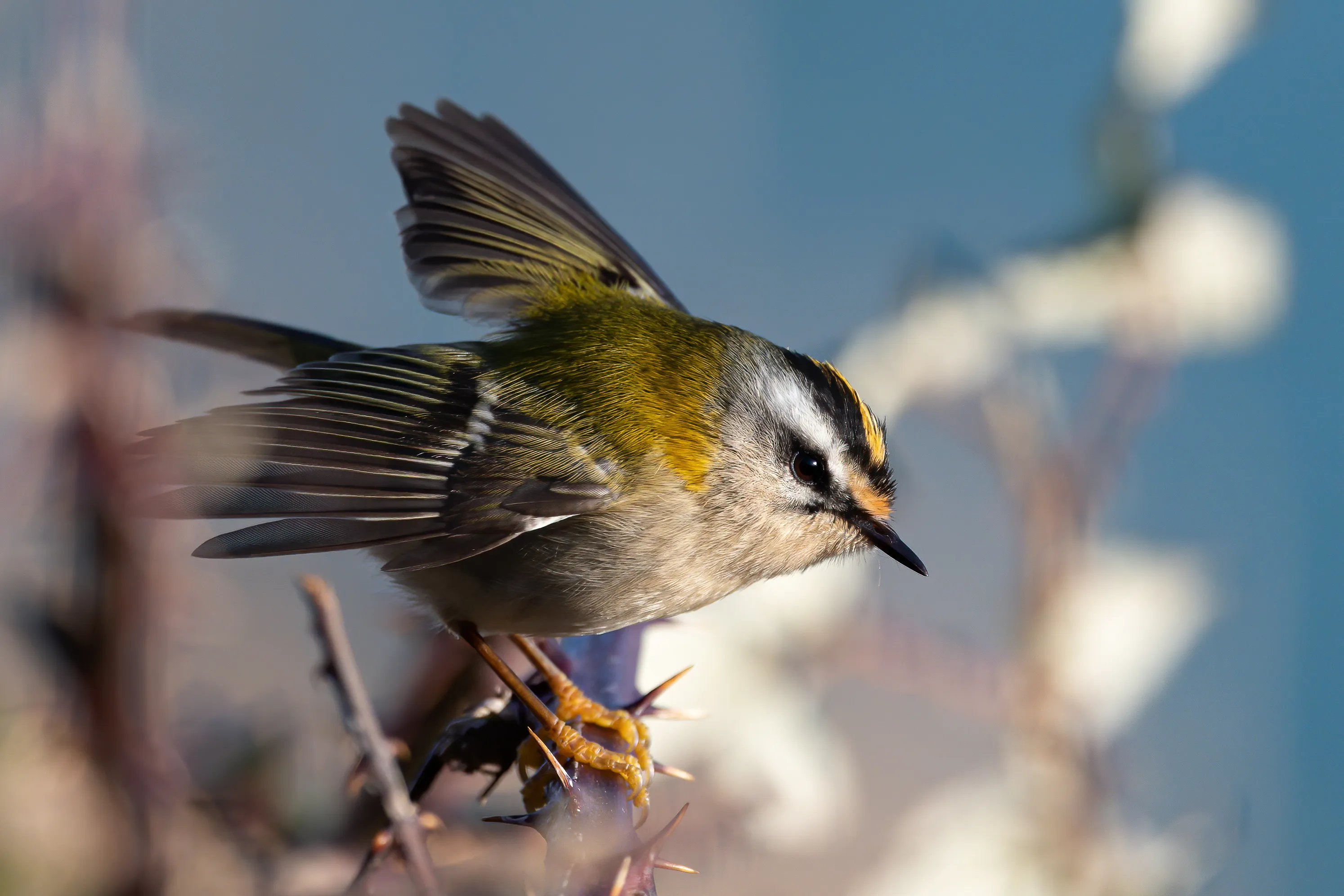 Goldcrests and Firecrests