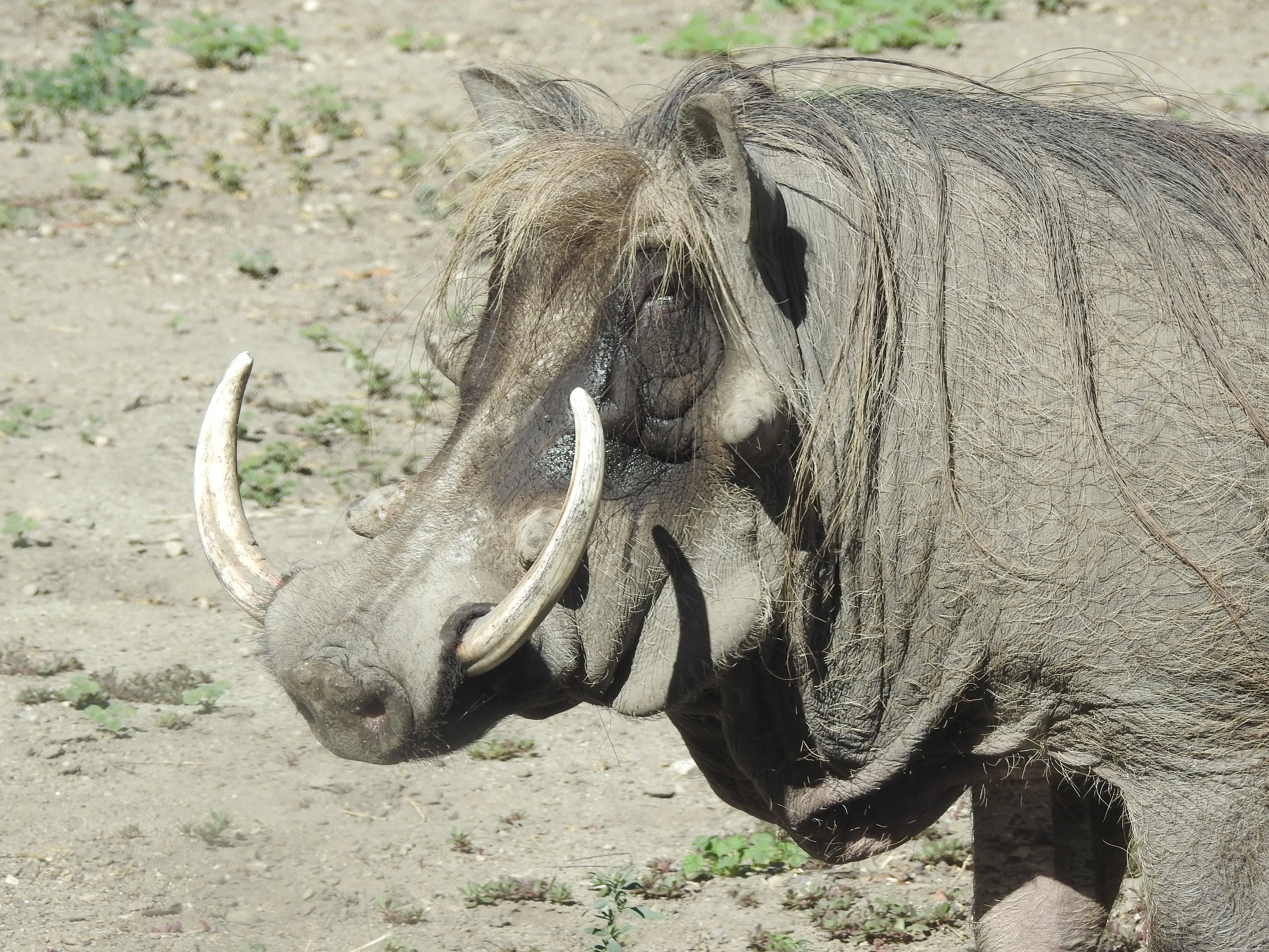 Animals With Tusks