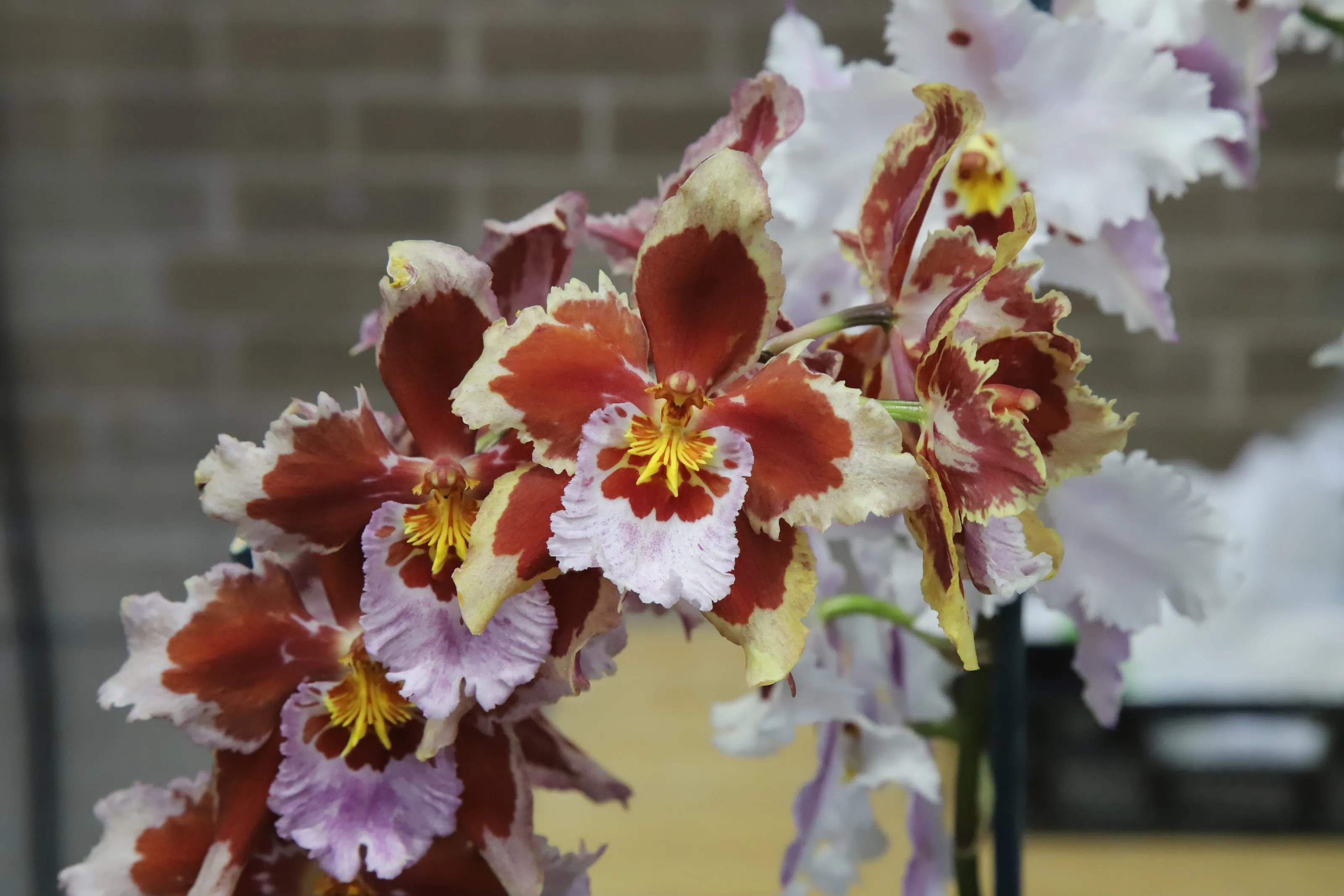 Orchids in Colour