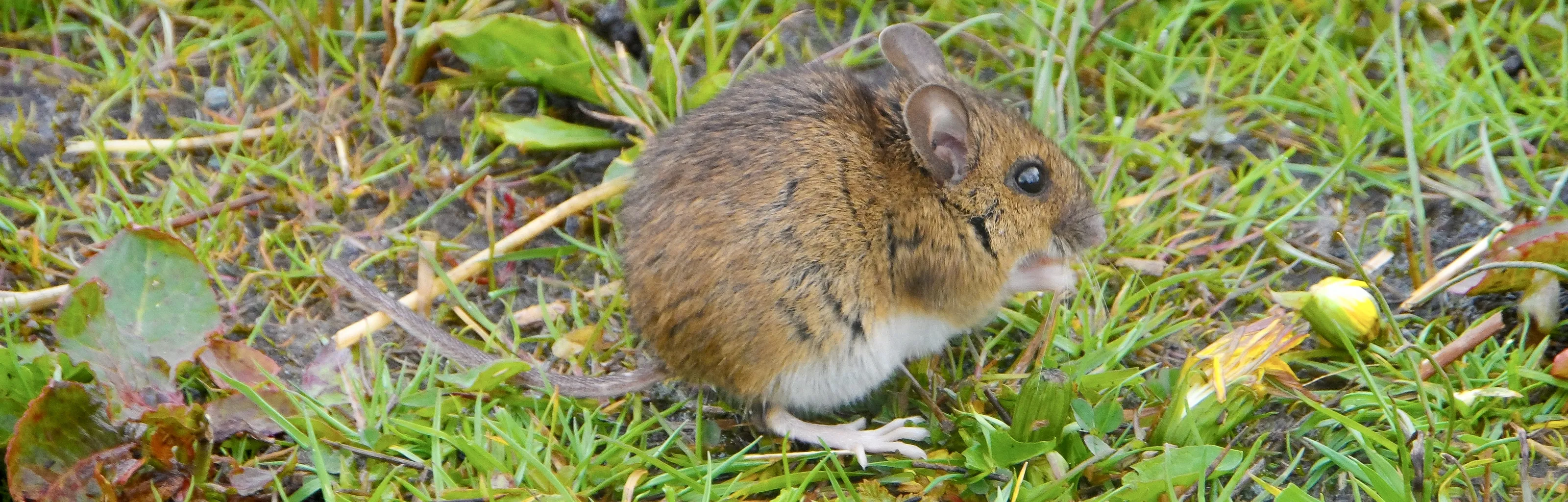 Small Mammals