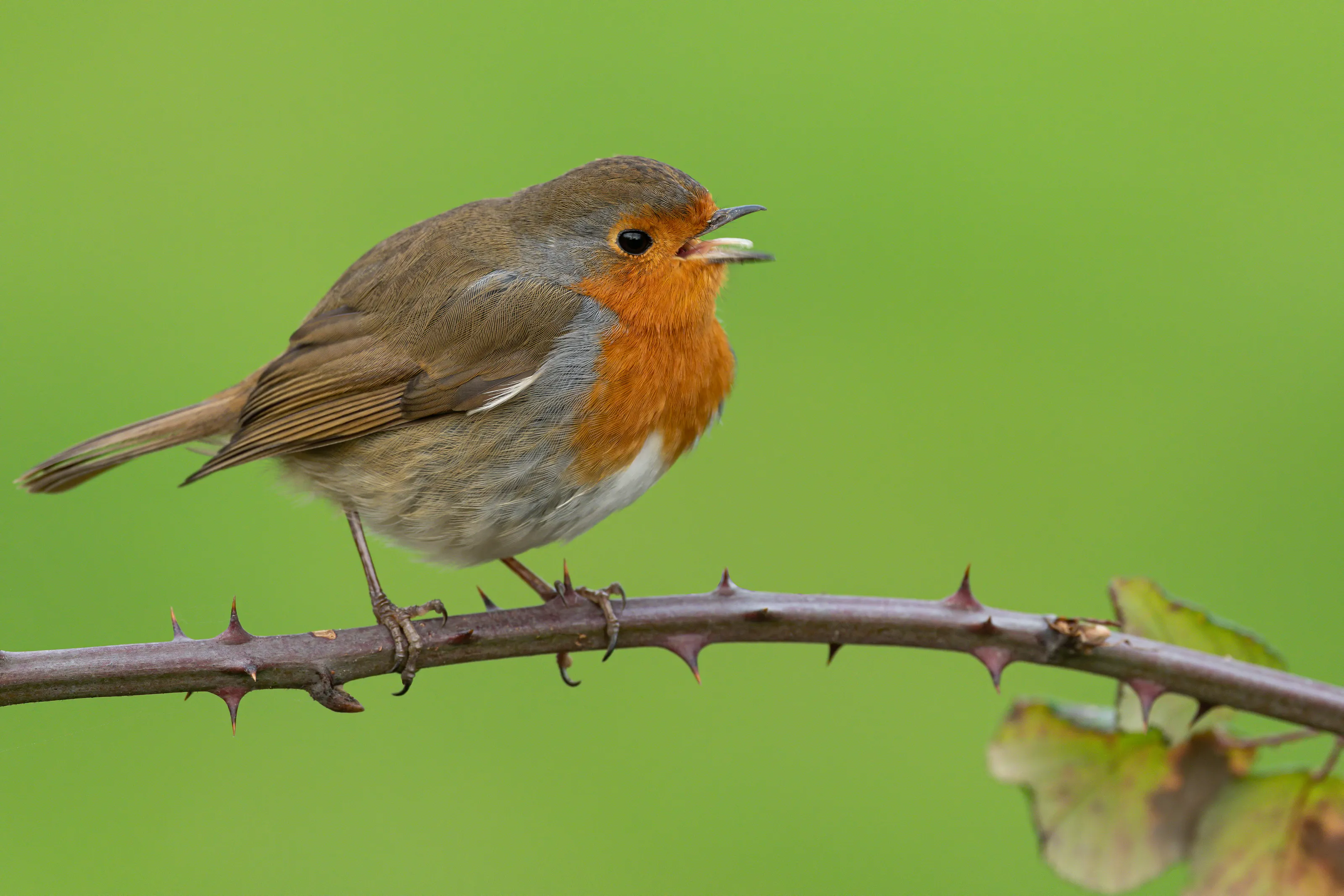 Small Birds (no birds of prey)