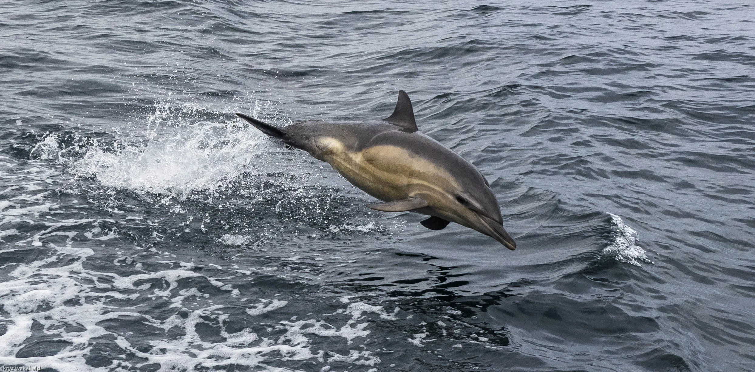 Ocean Life