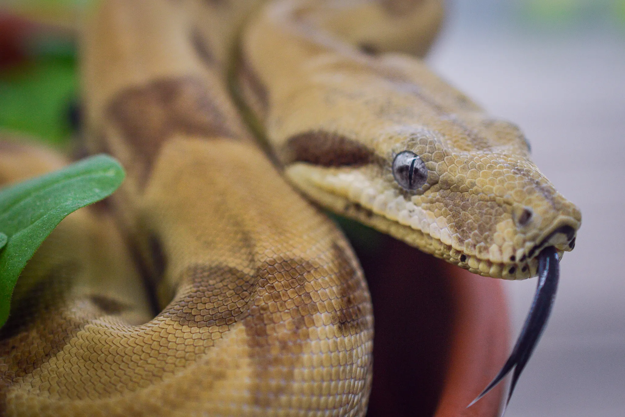 Snakes