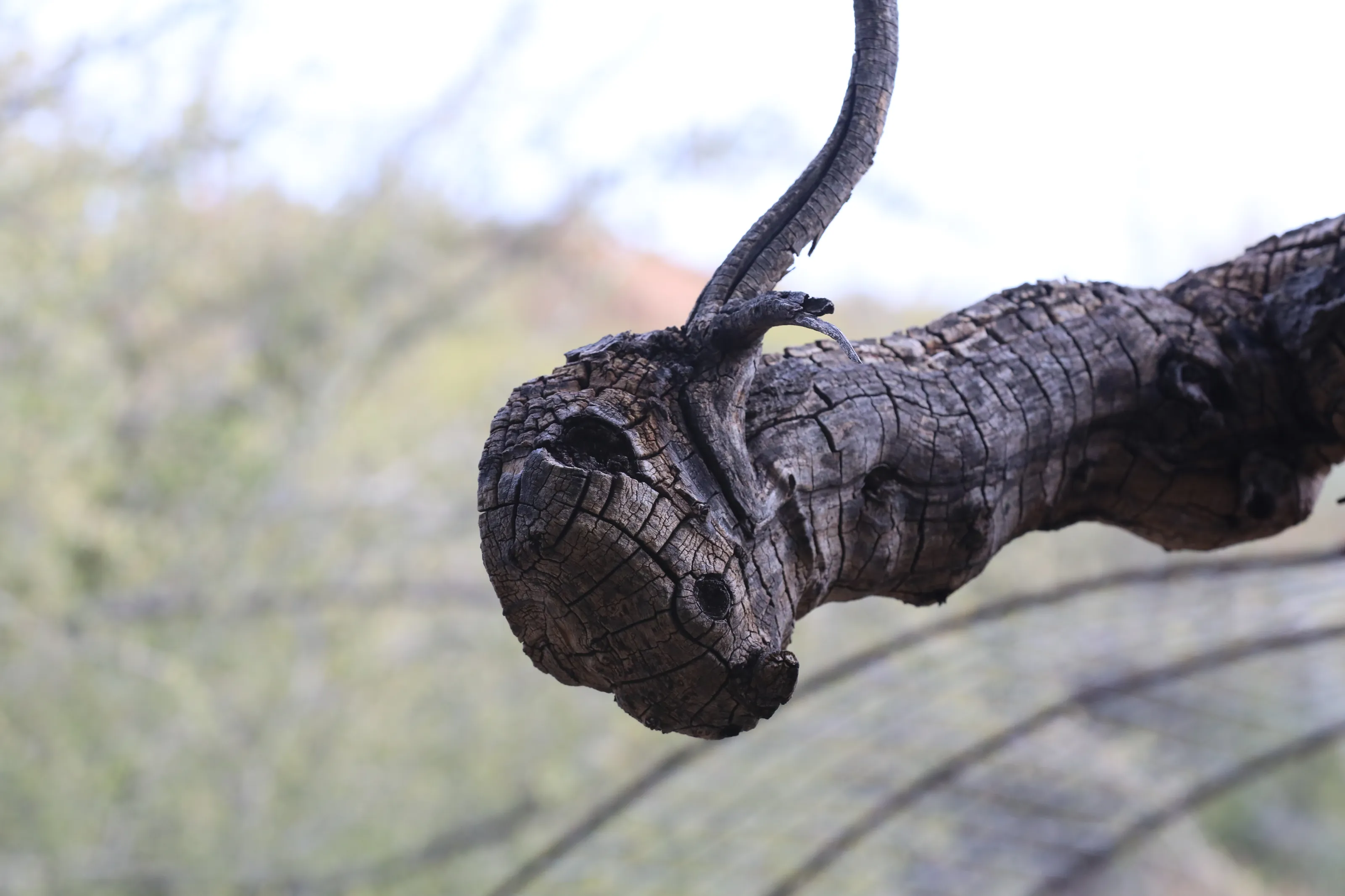 Looks Like a Creature - But It Isn't