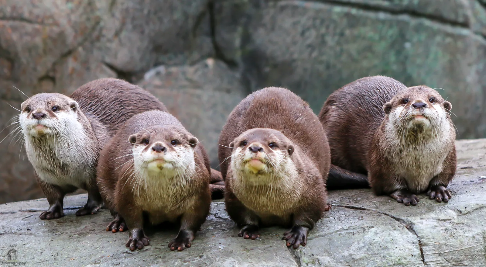 Otters