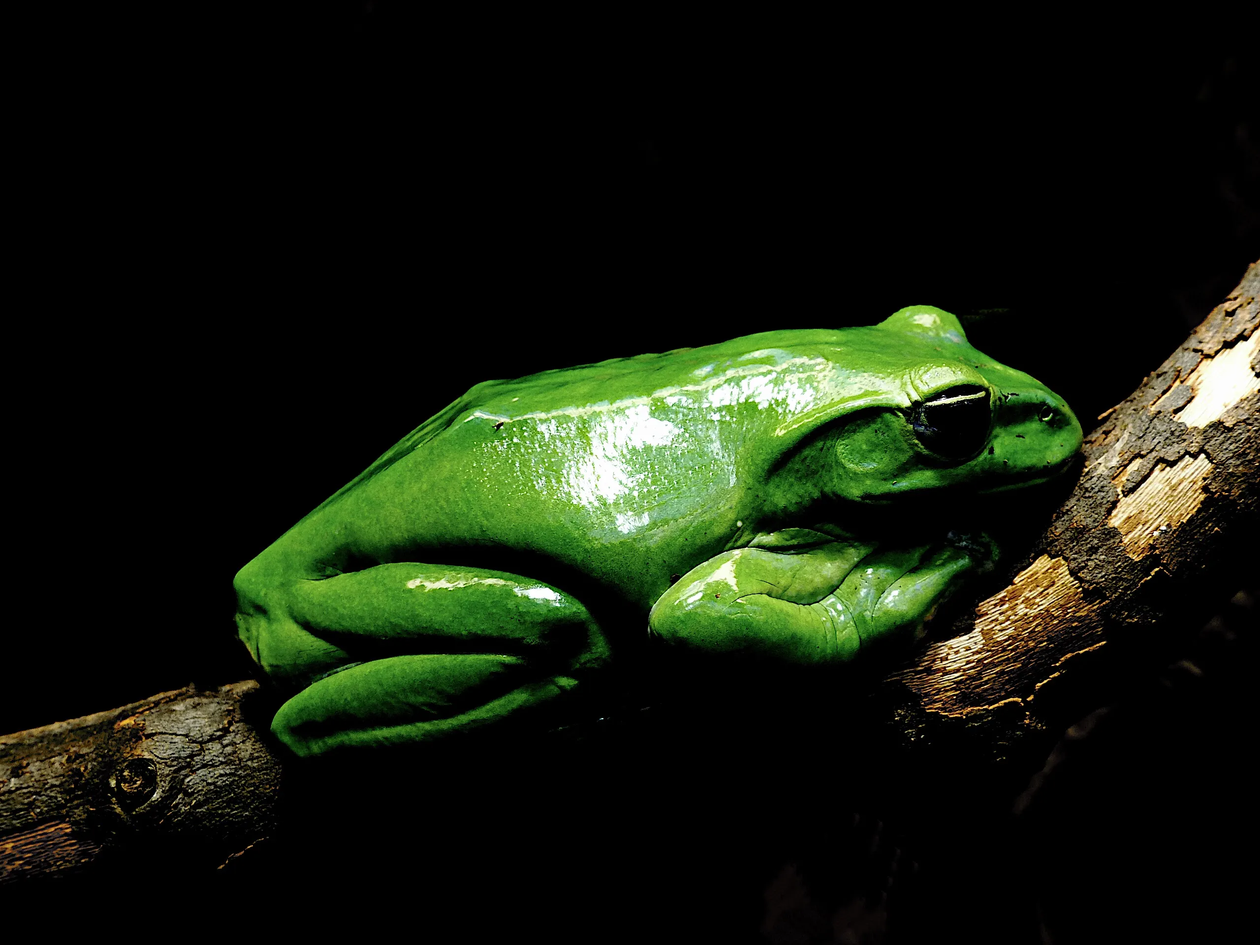 One Object, One Colour, Black Background