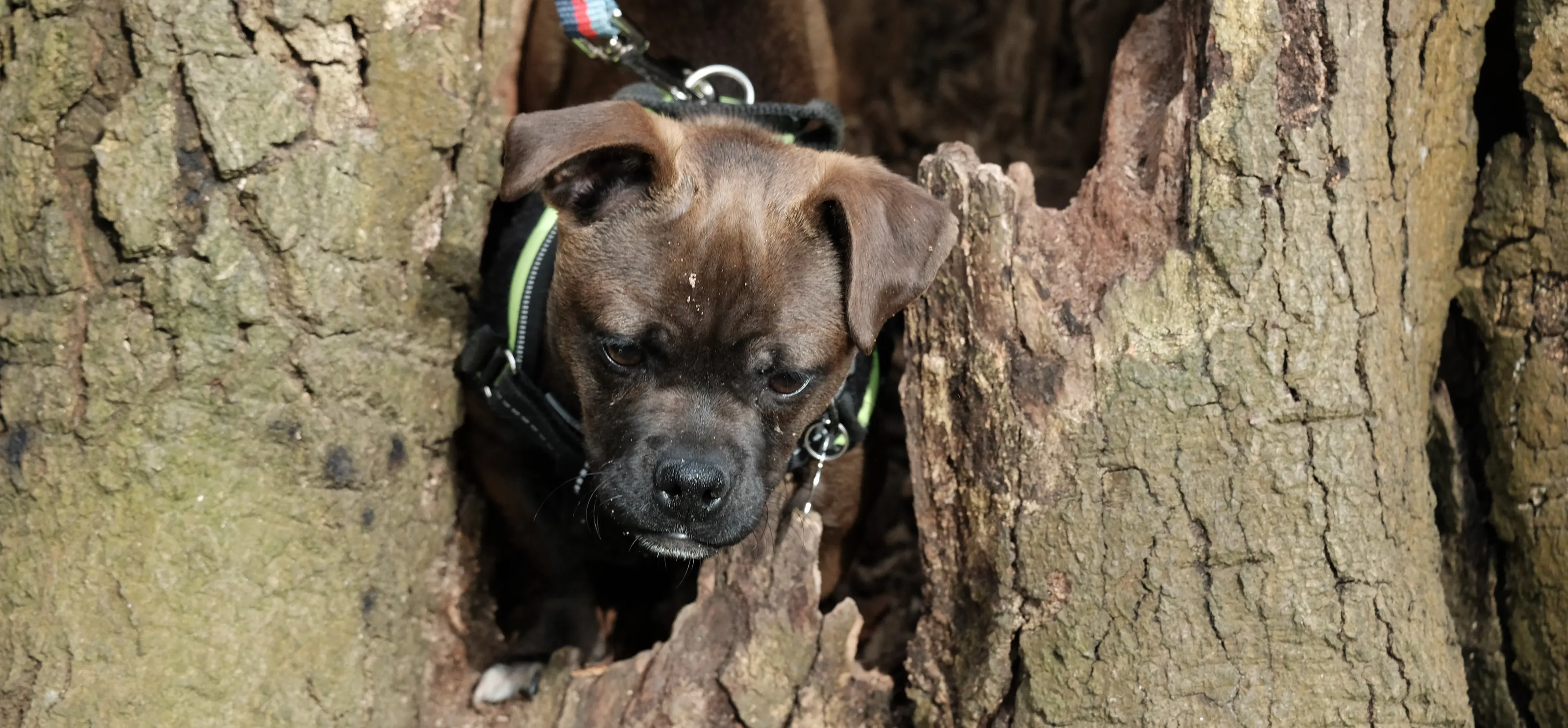 Dogs in Unusual Places