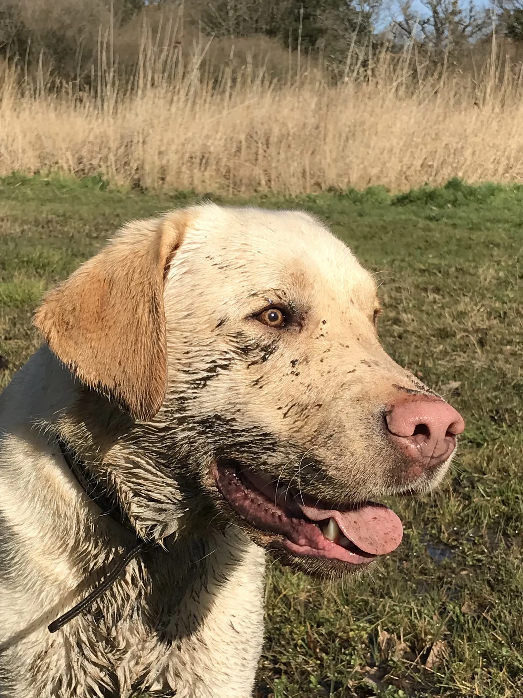Labradors