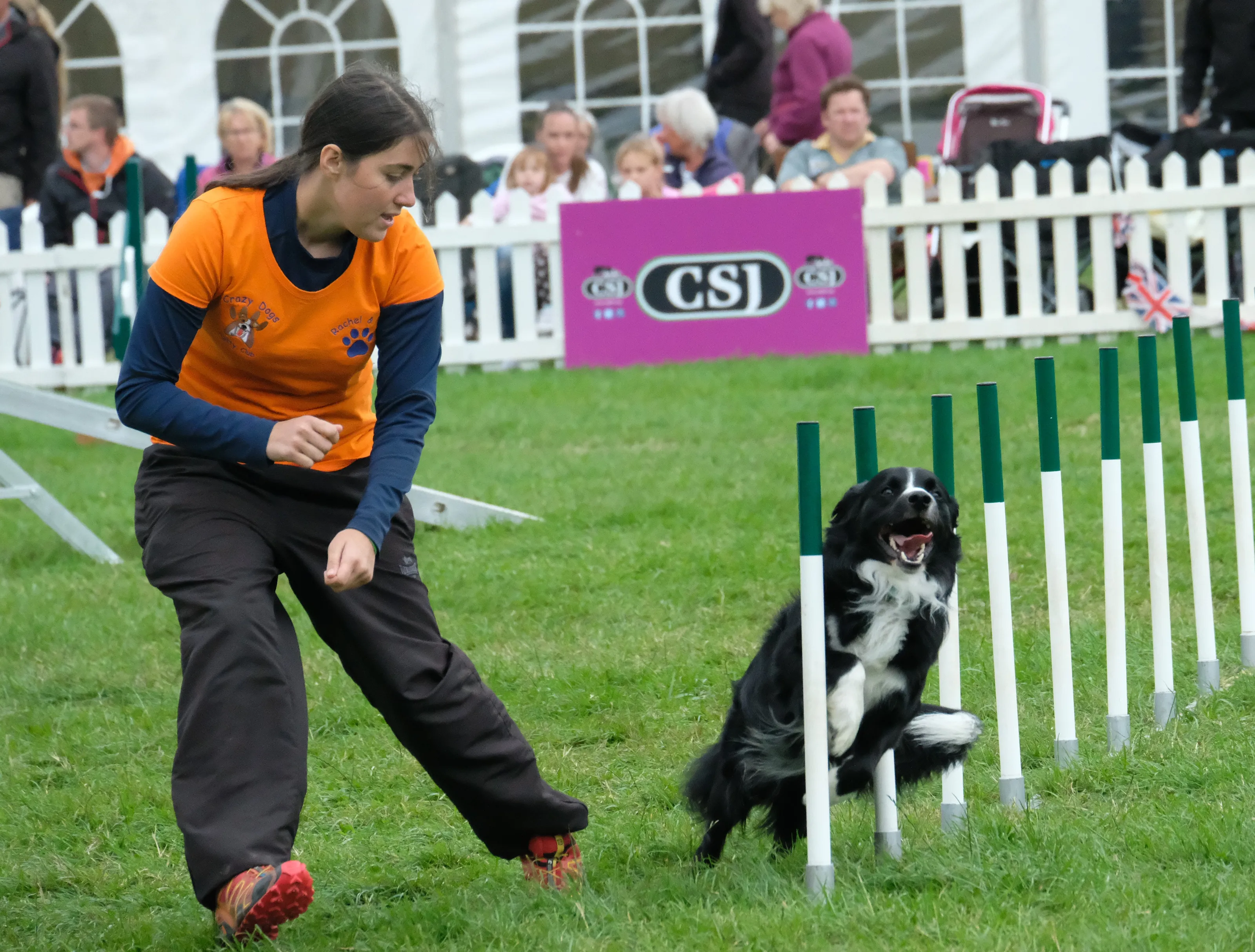 Dog Agility Shows and Competitions (colour only)