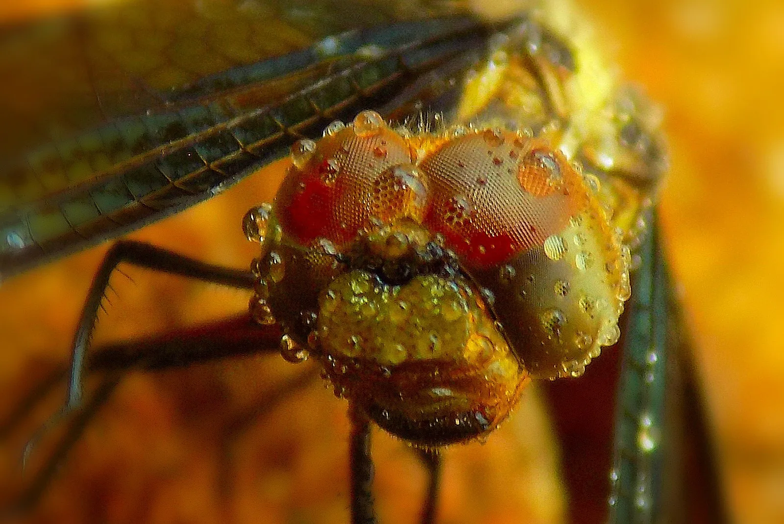 Dragonflies and Damselflies in Close-up