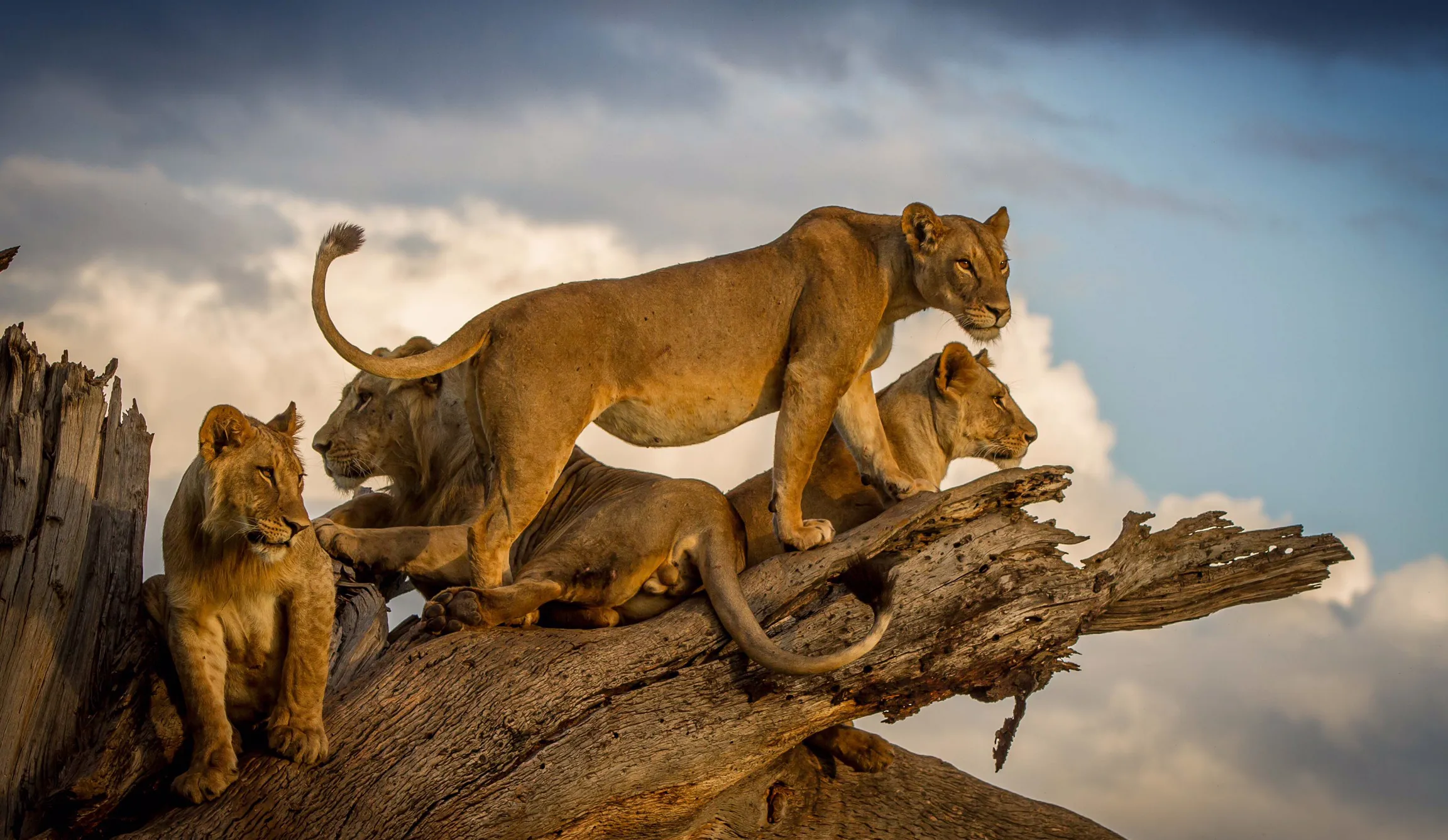 Wildlife of Africa