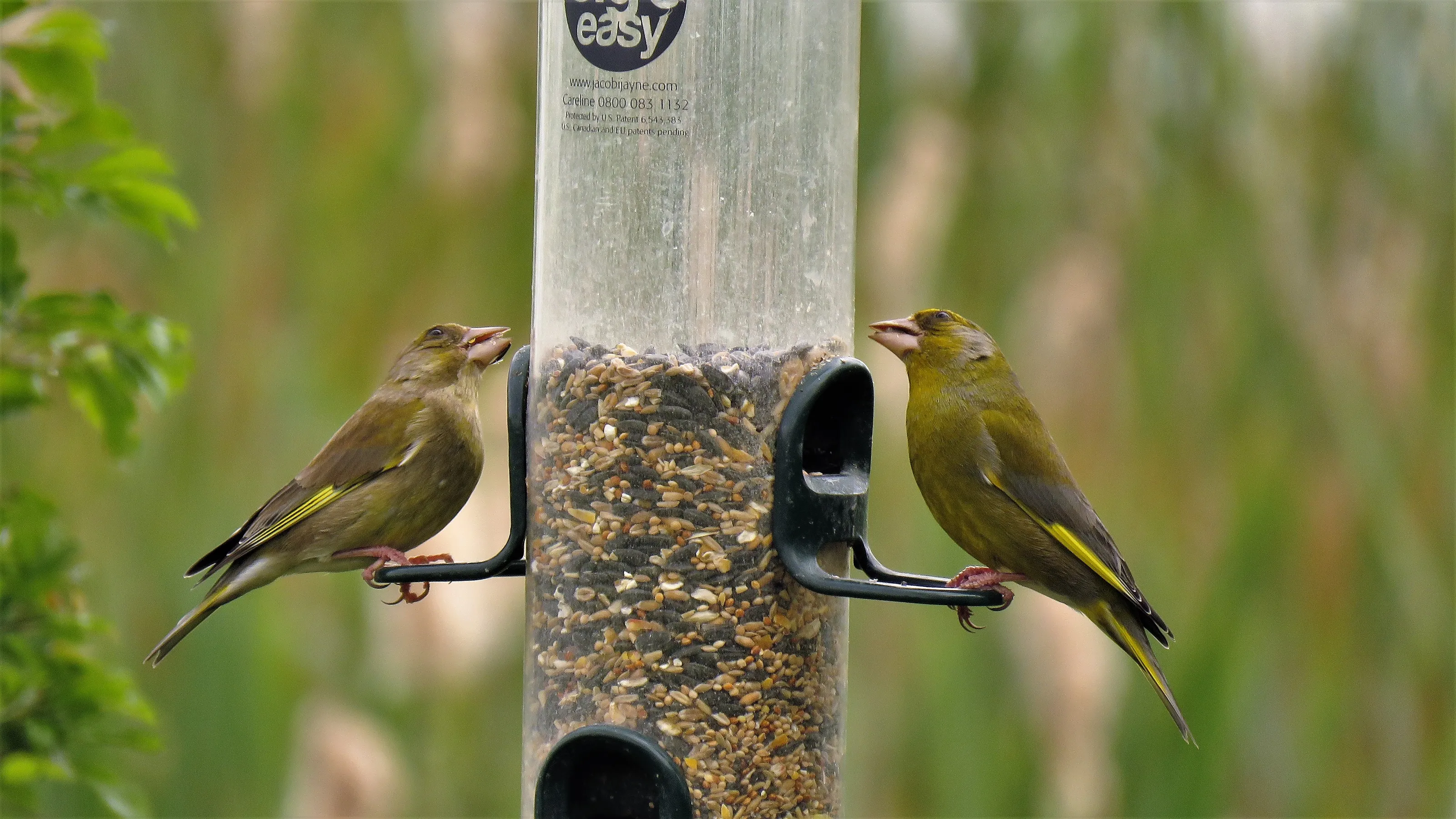 Birds on Feeders