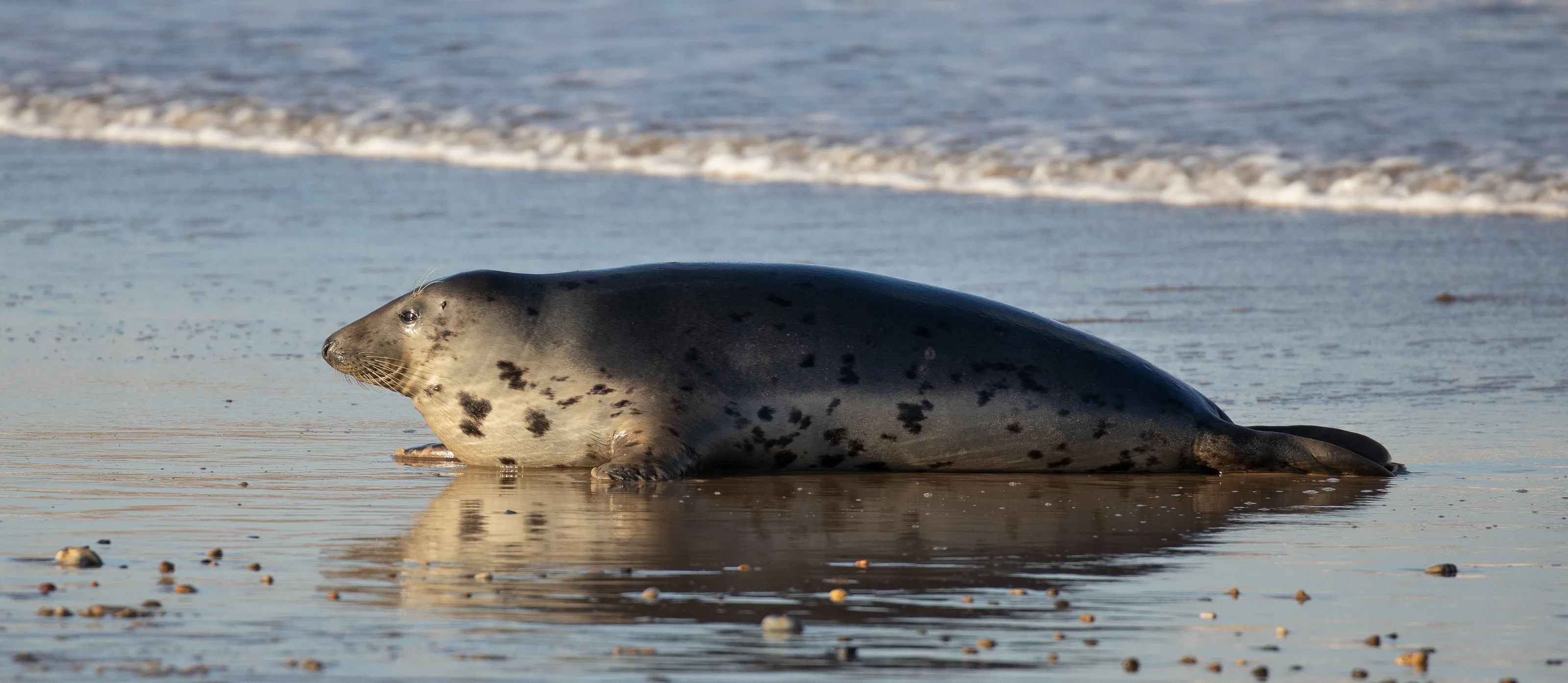 Marine Animals