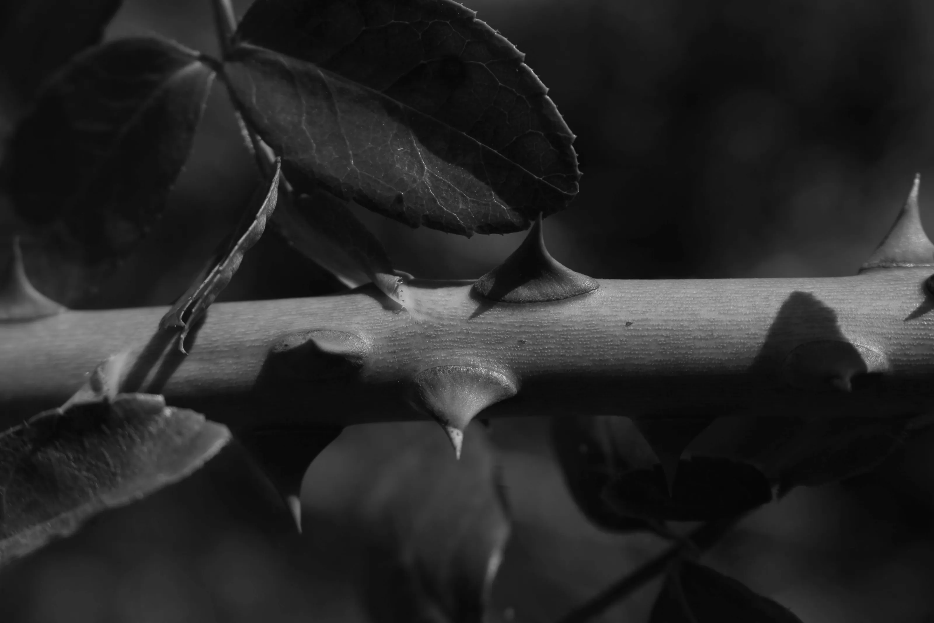 Close-up Thorns on Stems (in Black and White)
