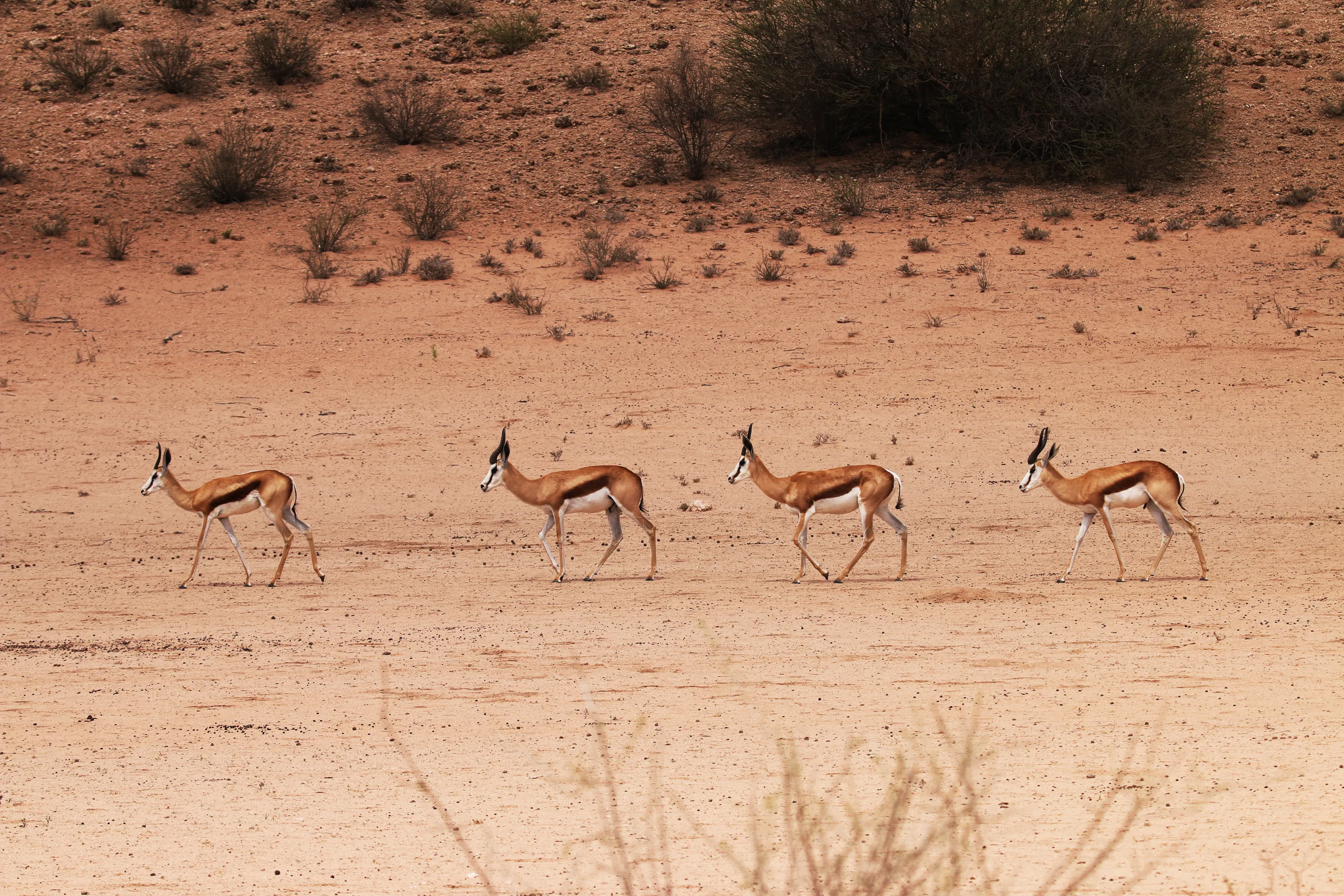 Beautiful Beige Colours of African Wildlife