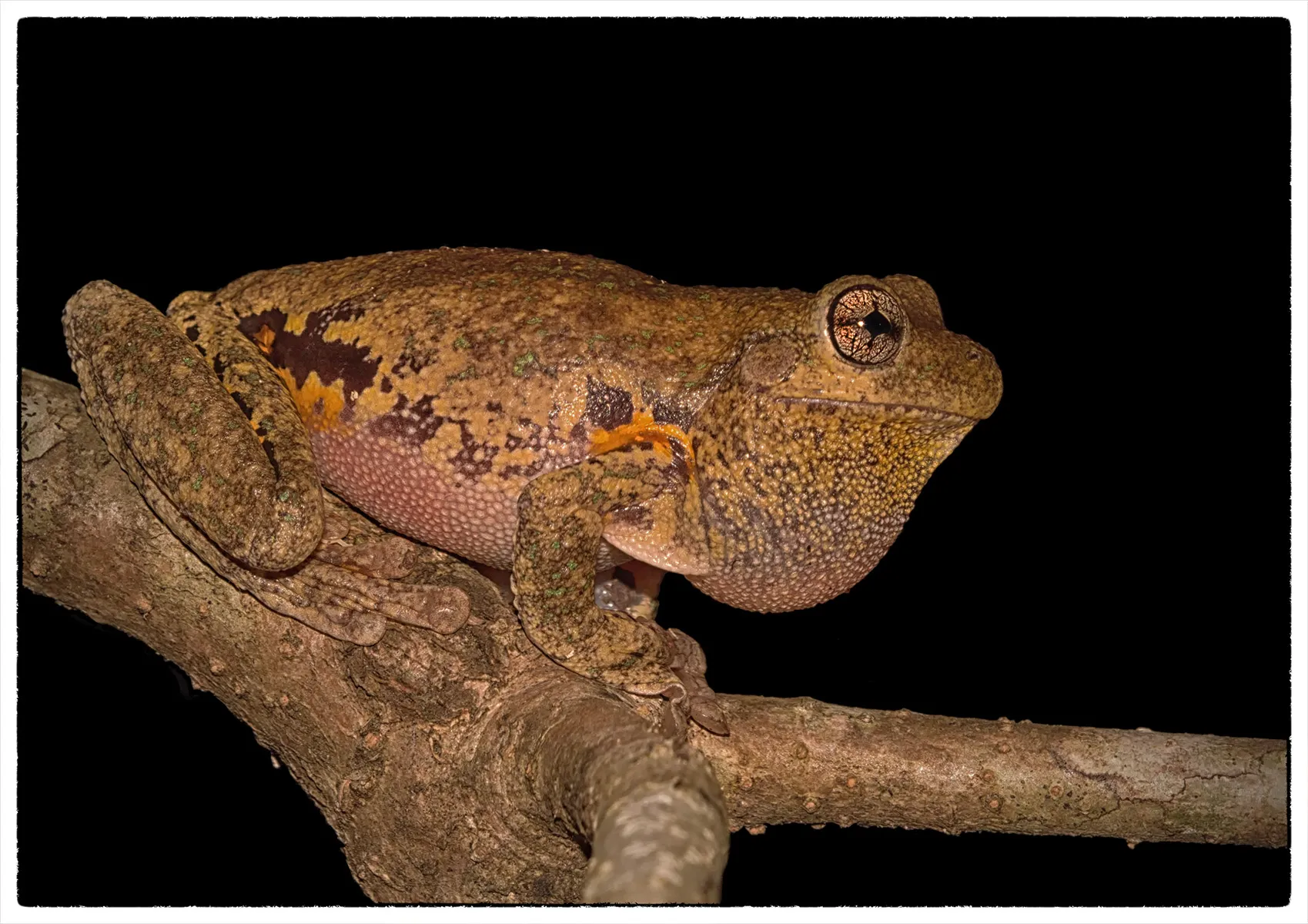 Frogs and Toads (no people)