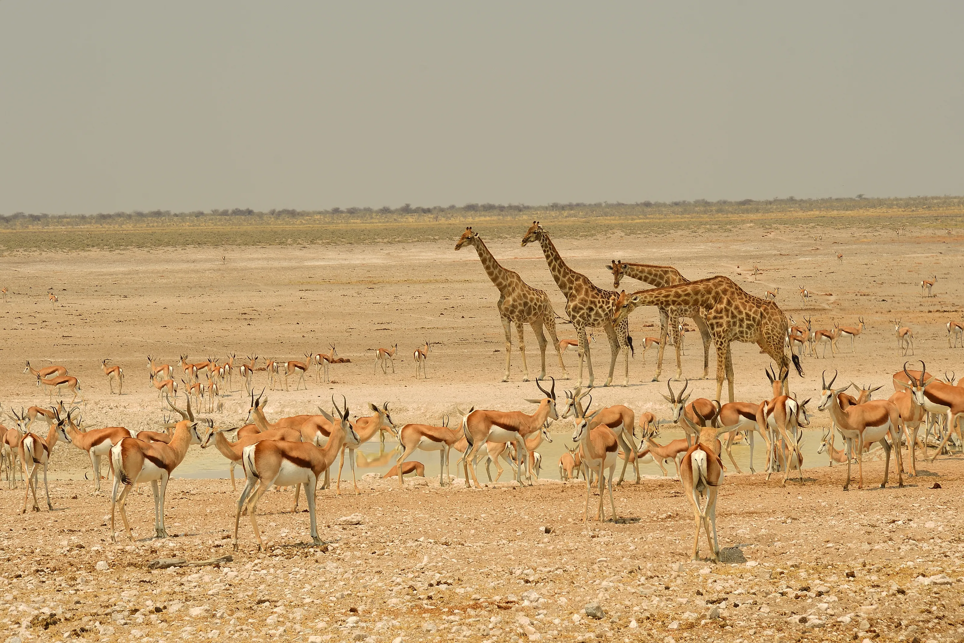 Multi-Species Wildlife (No Humans)
