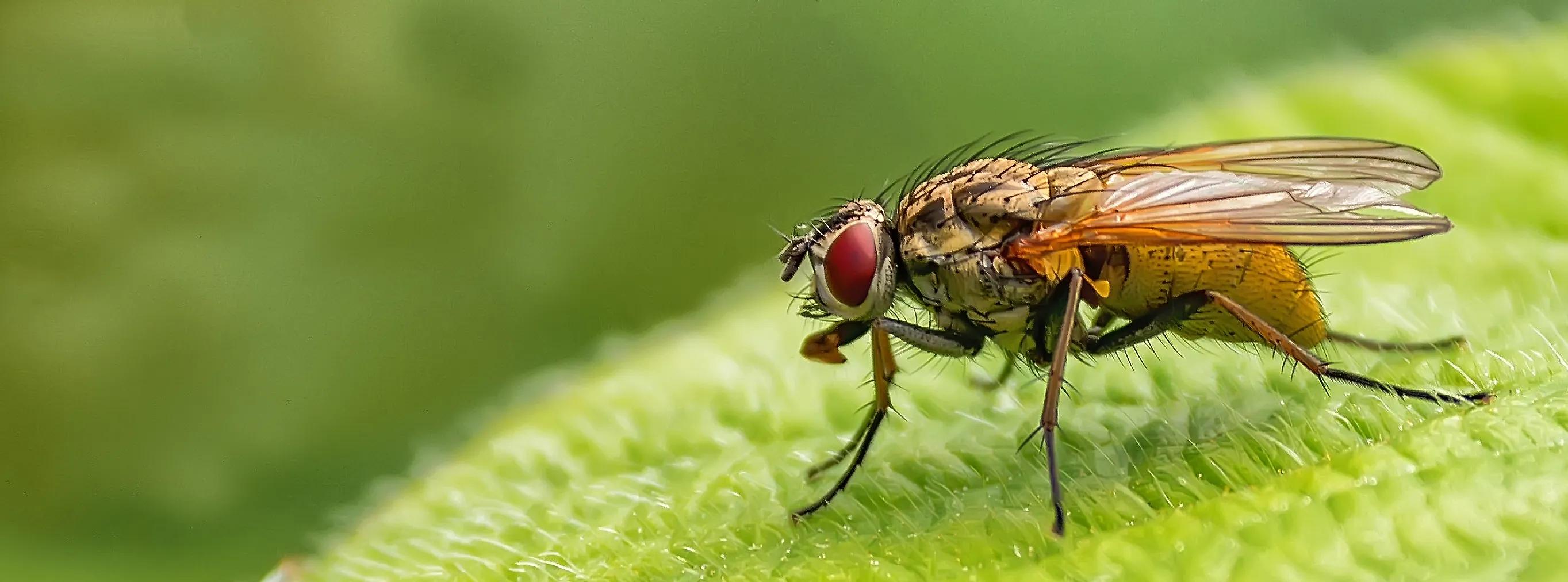 Macro