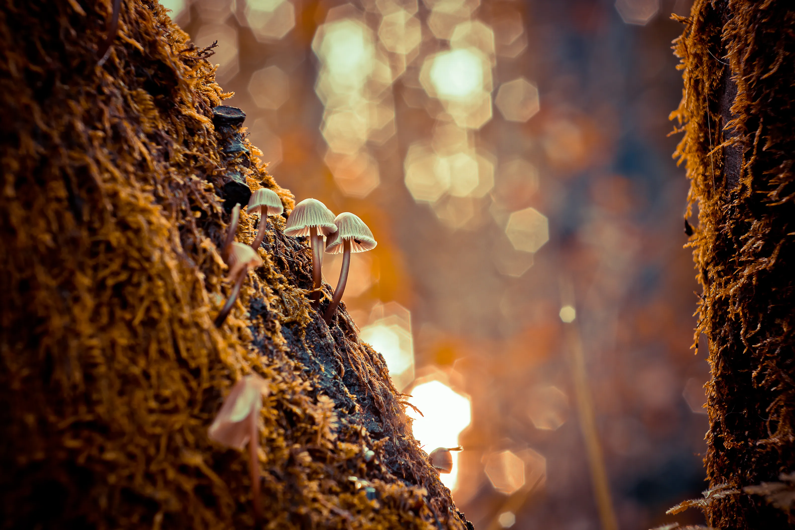 Macro