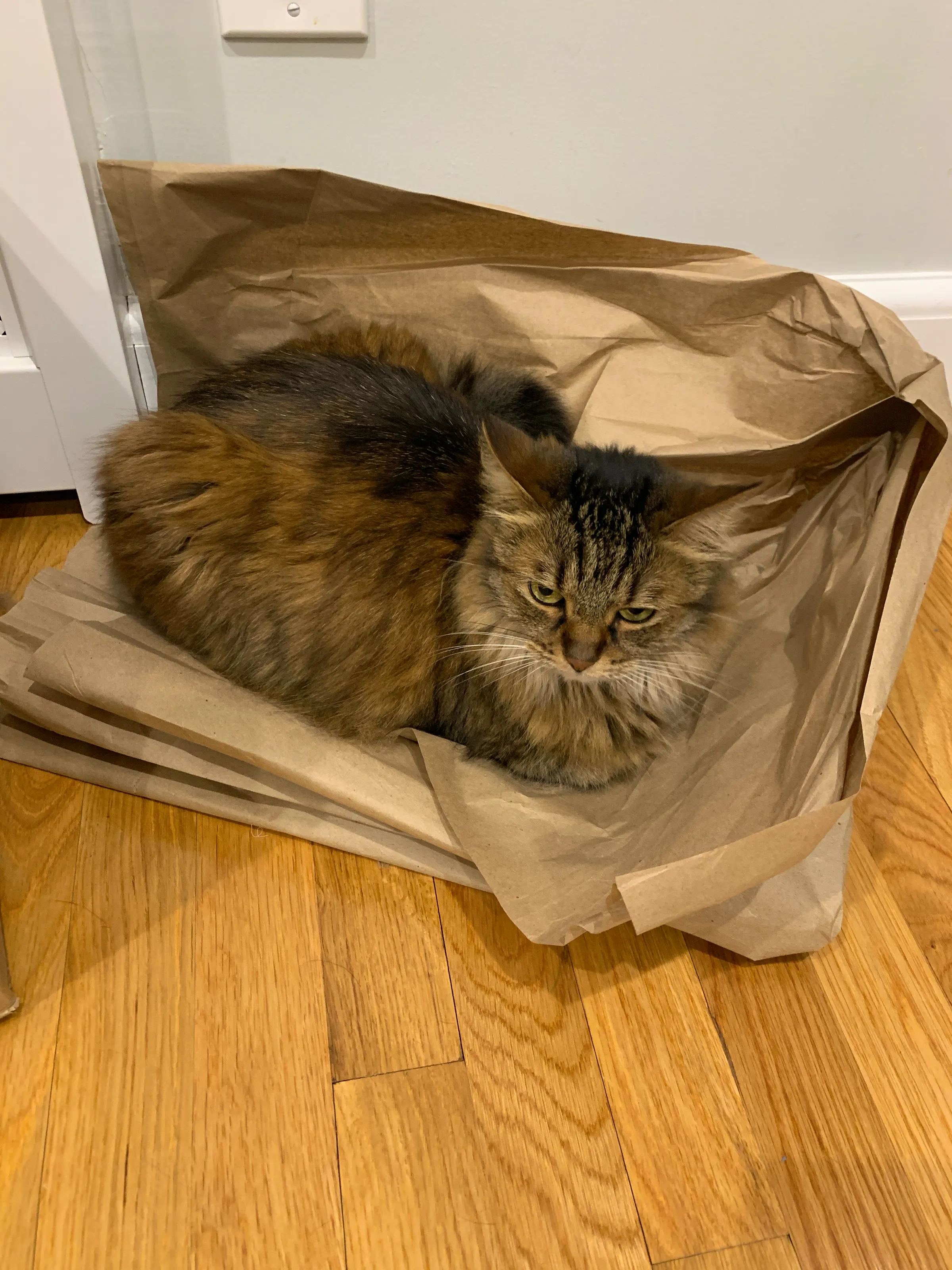 Cats Indoors
