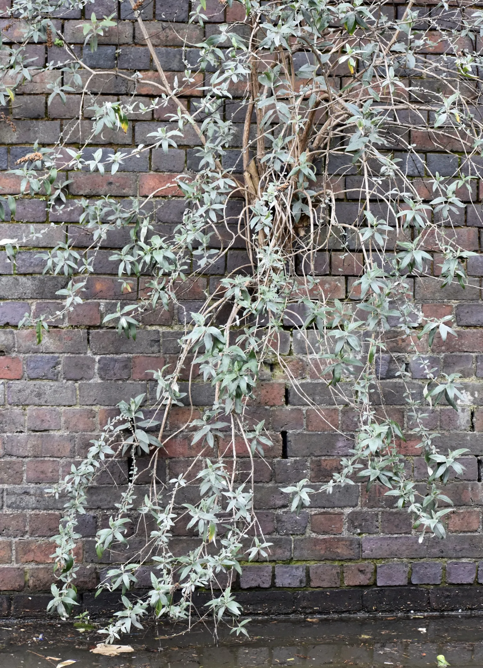 Growing out of a Wall