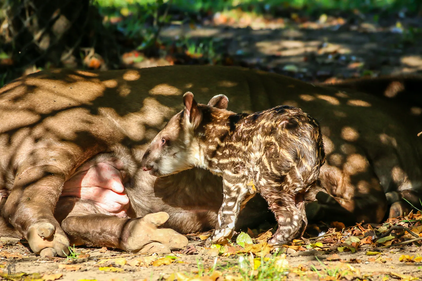 The Tapir
