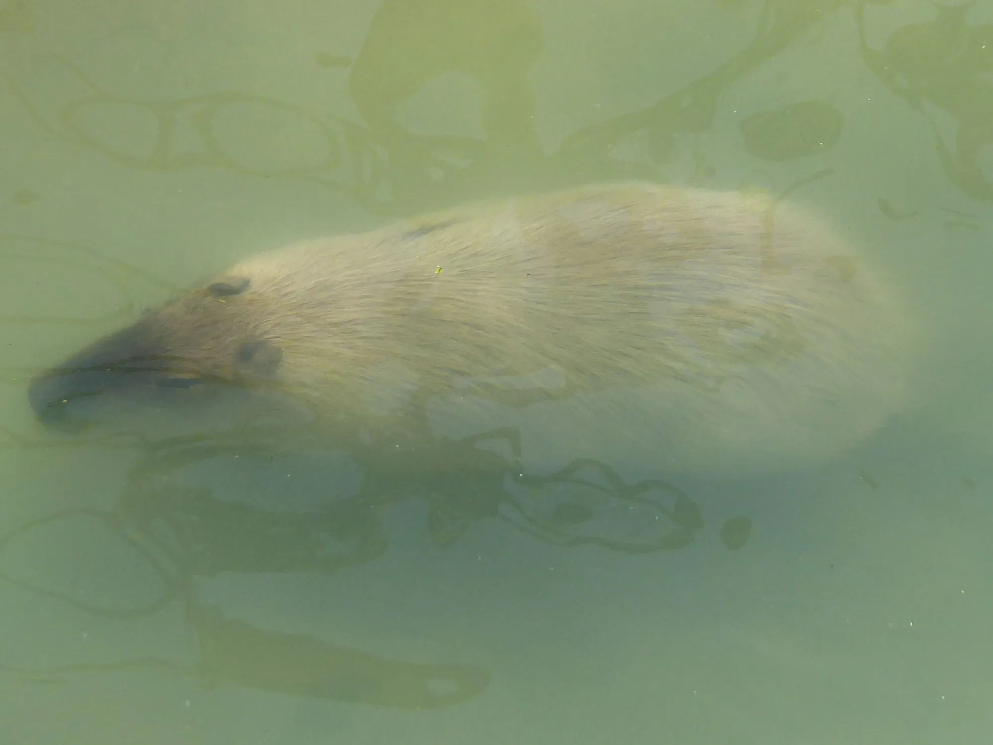 Just under the Surface
