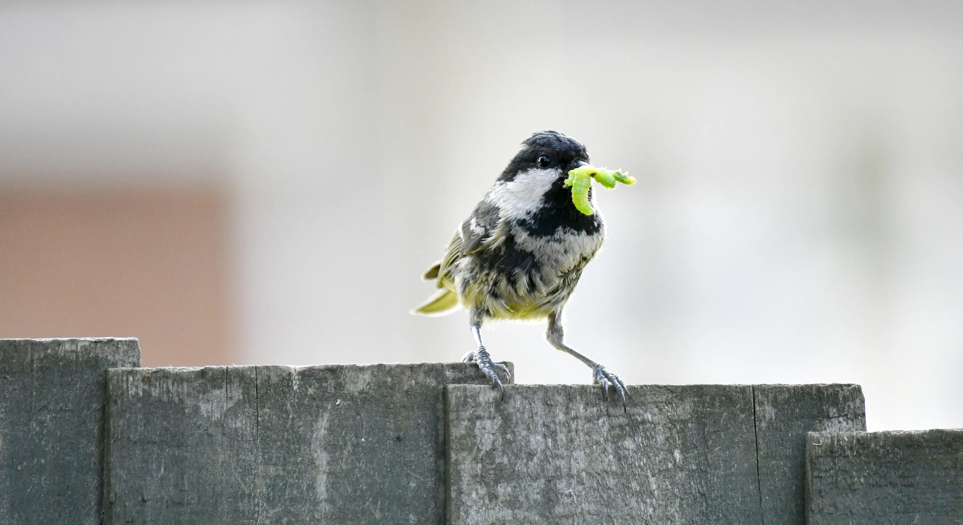 Wild Birds in the Garden (in colour)